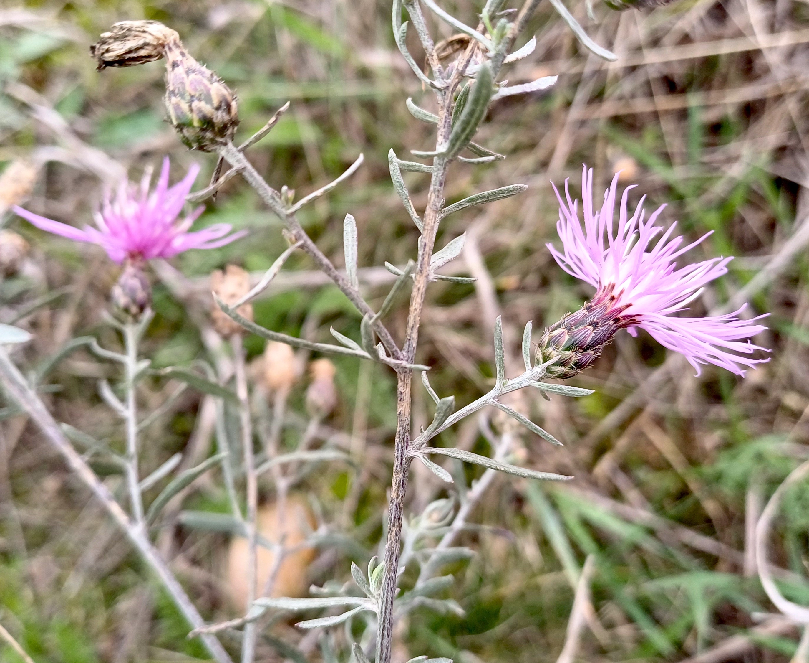 centaurea stoebe rauchenwarth 20231111_113225.jpg