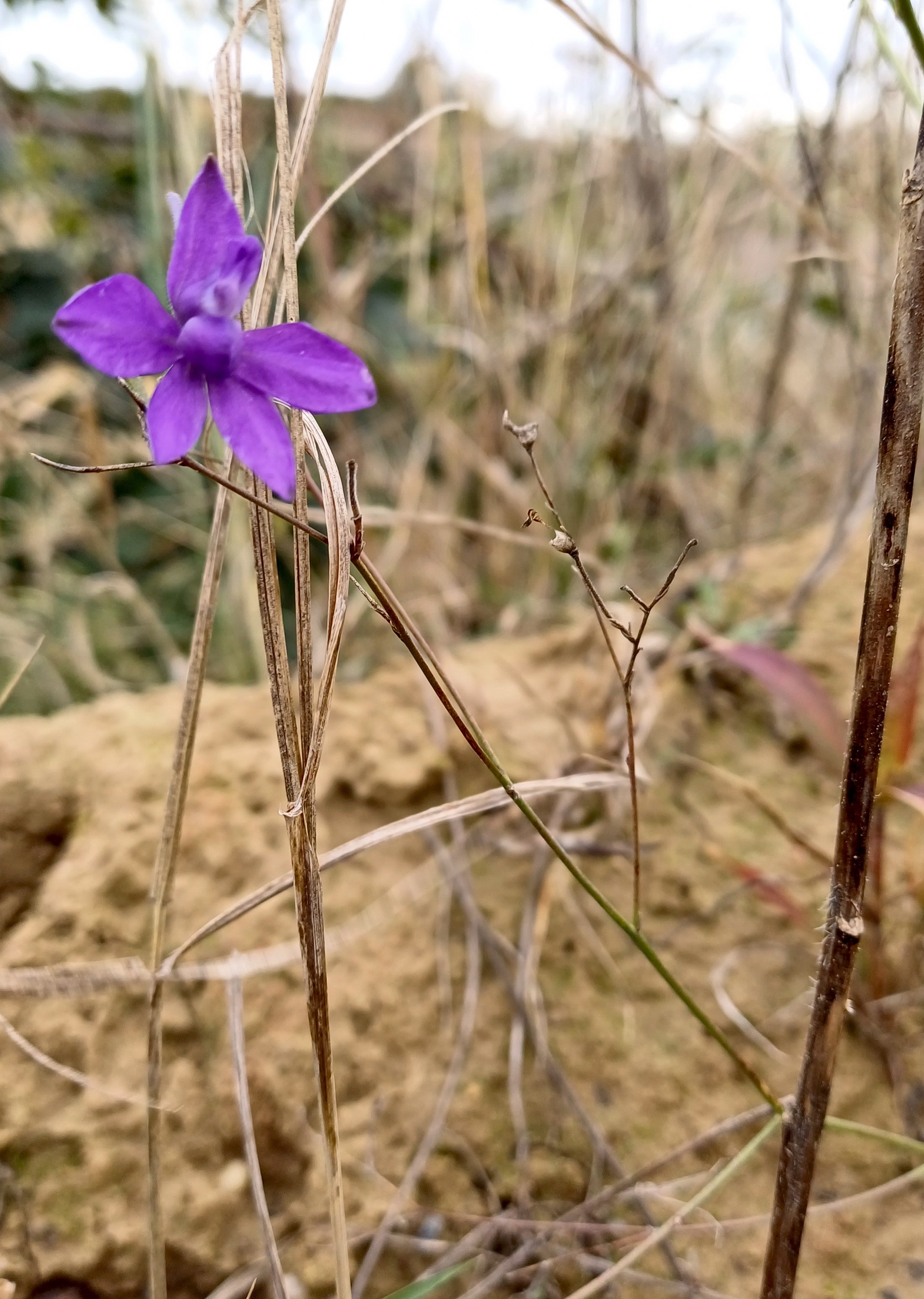 consolida regalis rauchenwarth 20231111_114046.jpg