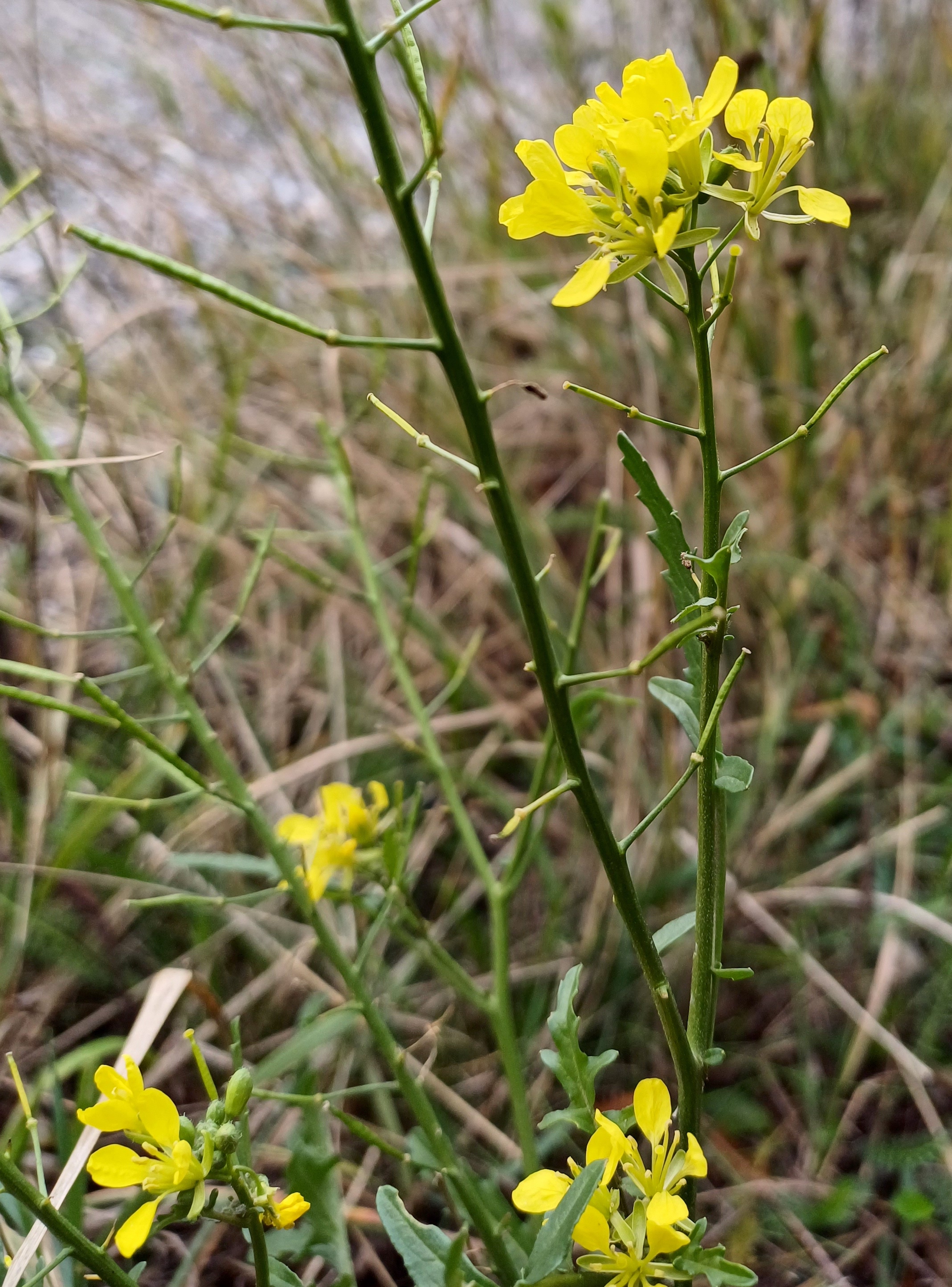 diplotaxis tenuifolia rauchenwarth 20231111_113434.jpg