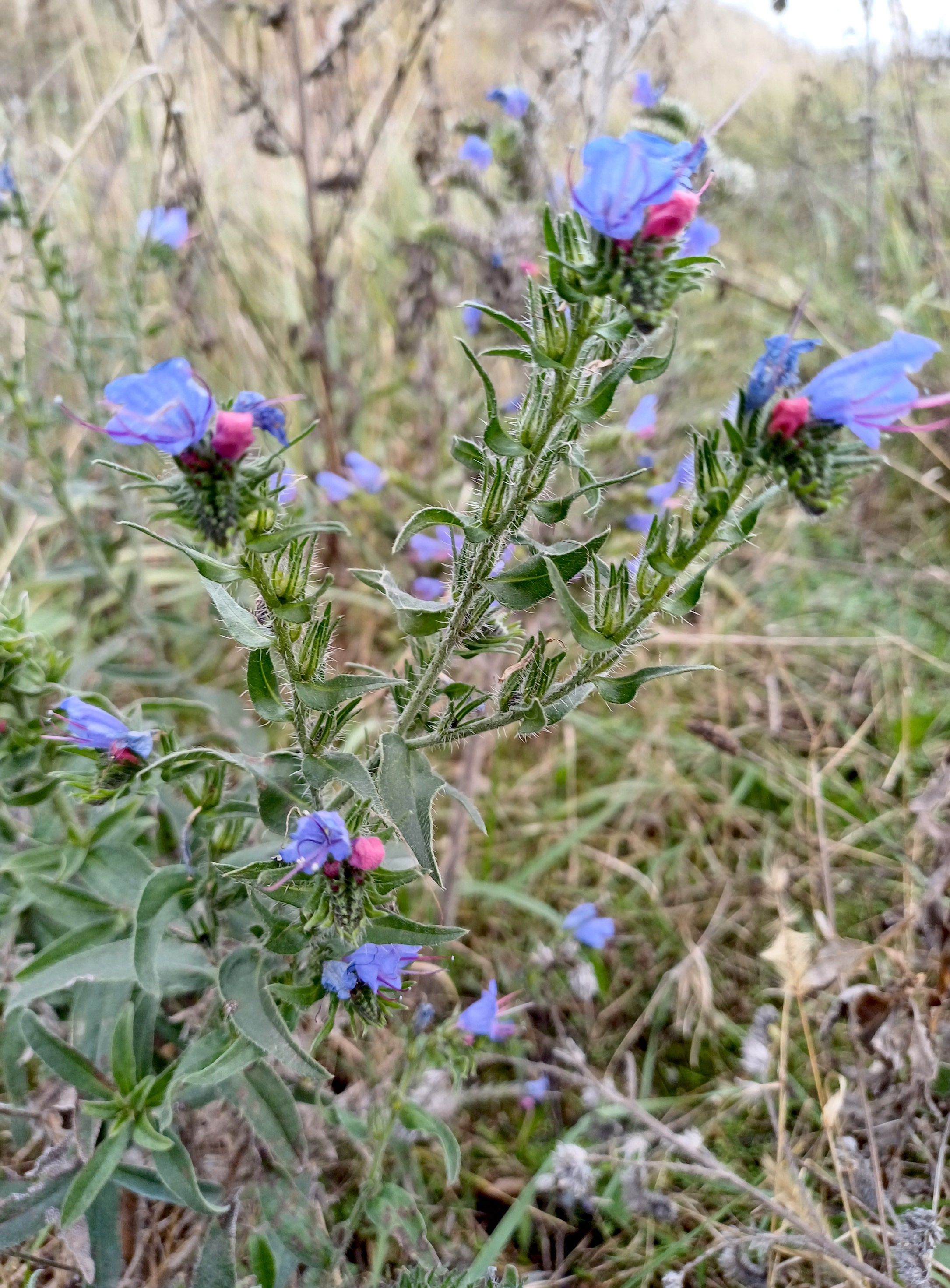 echium vulgare rauchenwarth 20231111_112910.jpg