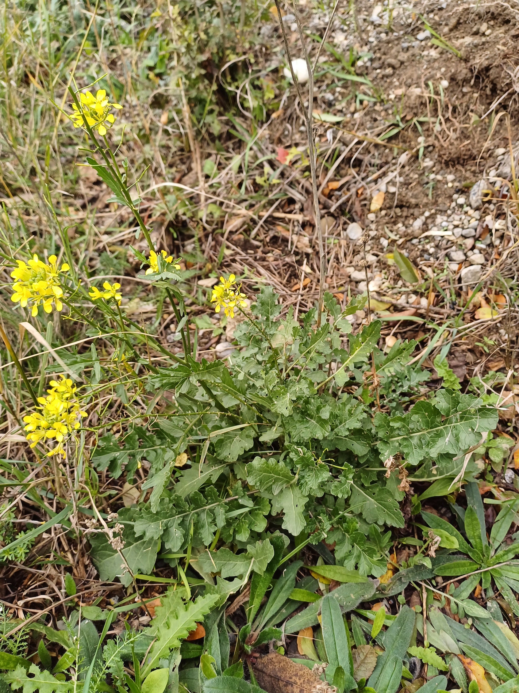 erucastrum nasturtiifolium rauchenwarth 20231111_113420.jpg