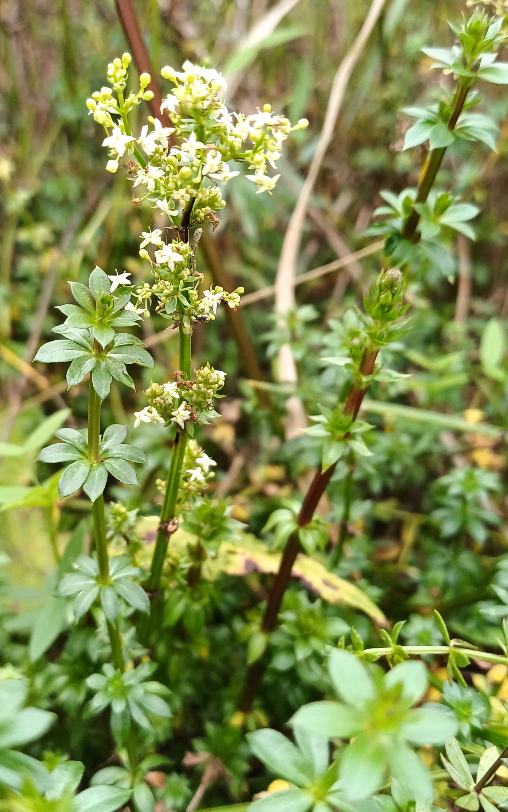 galium cf. mollugo rauchenwarth 20231111_112802.jpg