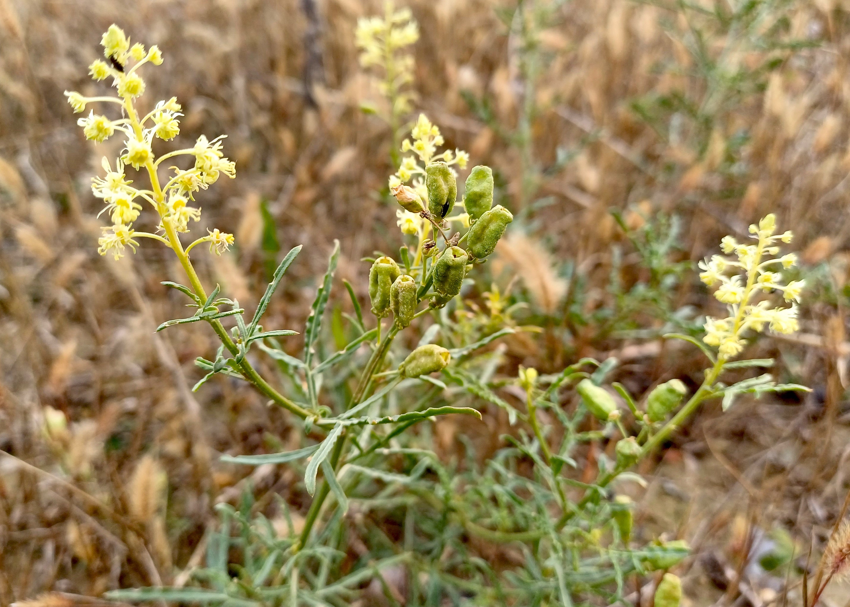 reseda lutea rauchenwarth 20231111_115427.jpg