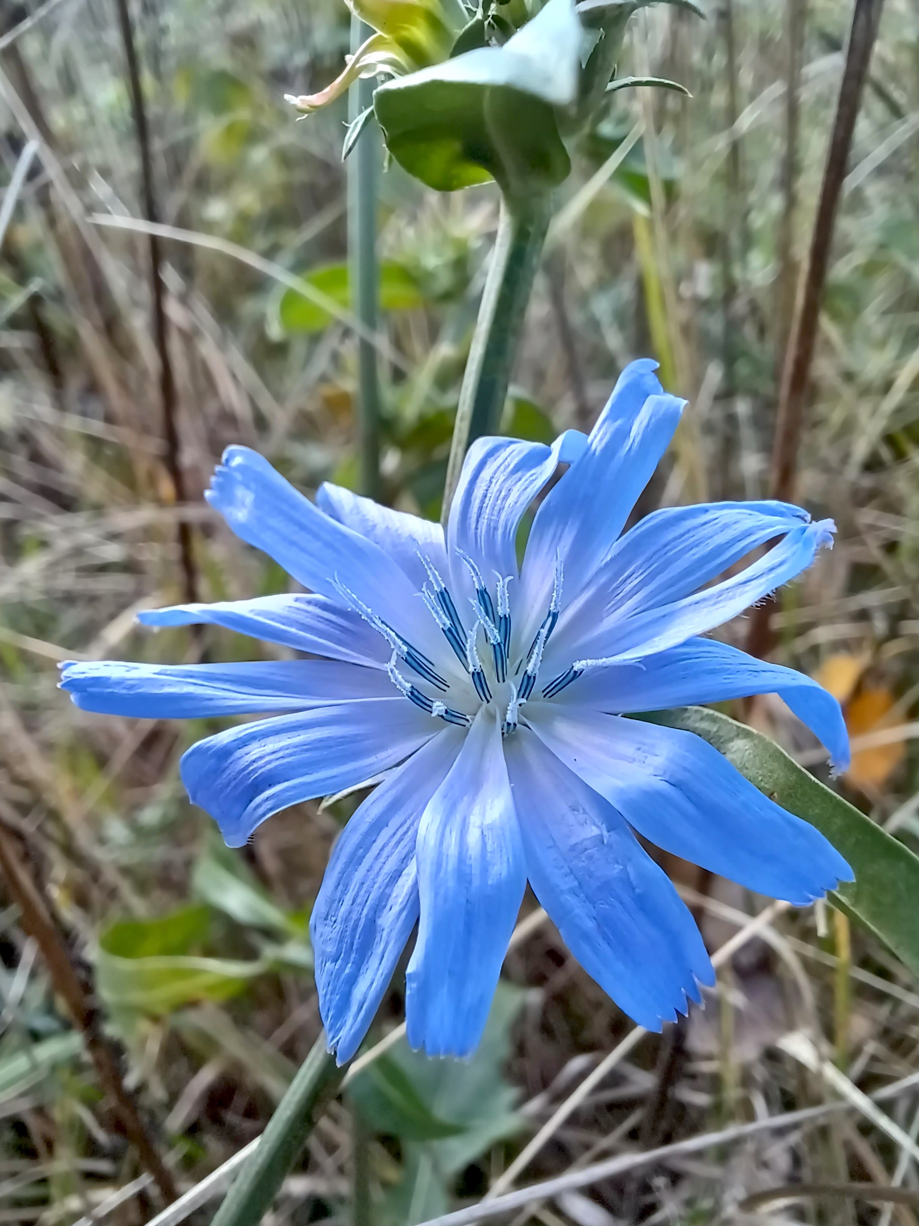 cichorium intybus unteres wehr auslauf neue donau 20231112_110524.jpg