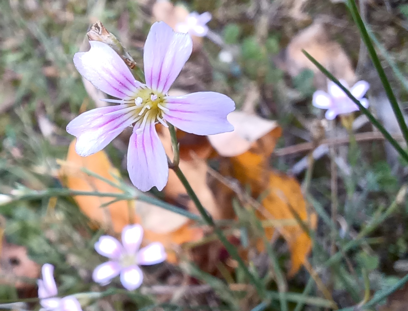 petrorhagia saxifraga unteres wehr auslauf neue donau 20231112_104936.jpg