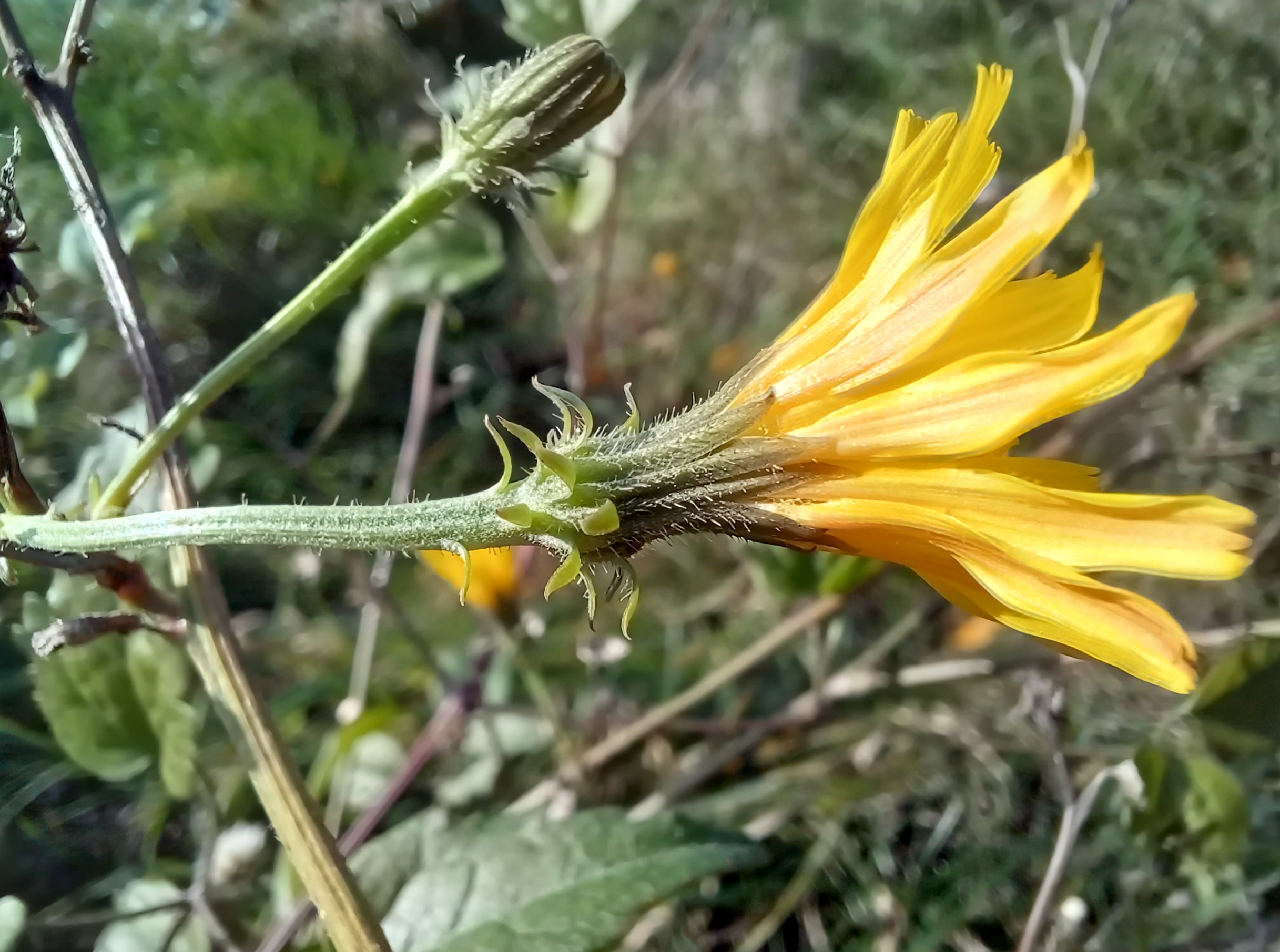 picris hieracioides subsp. hieracioides unteres wehr auslauf neue donau 20231112_110906.jpg