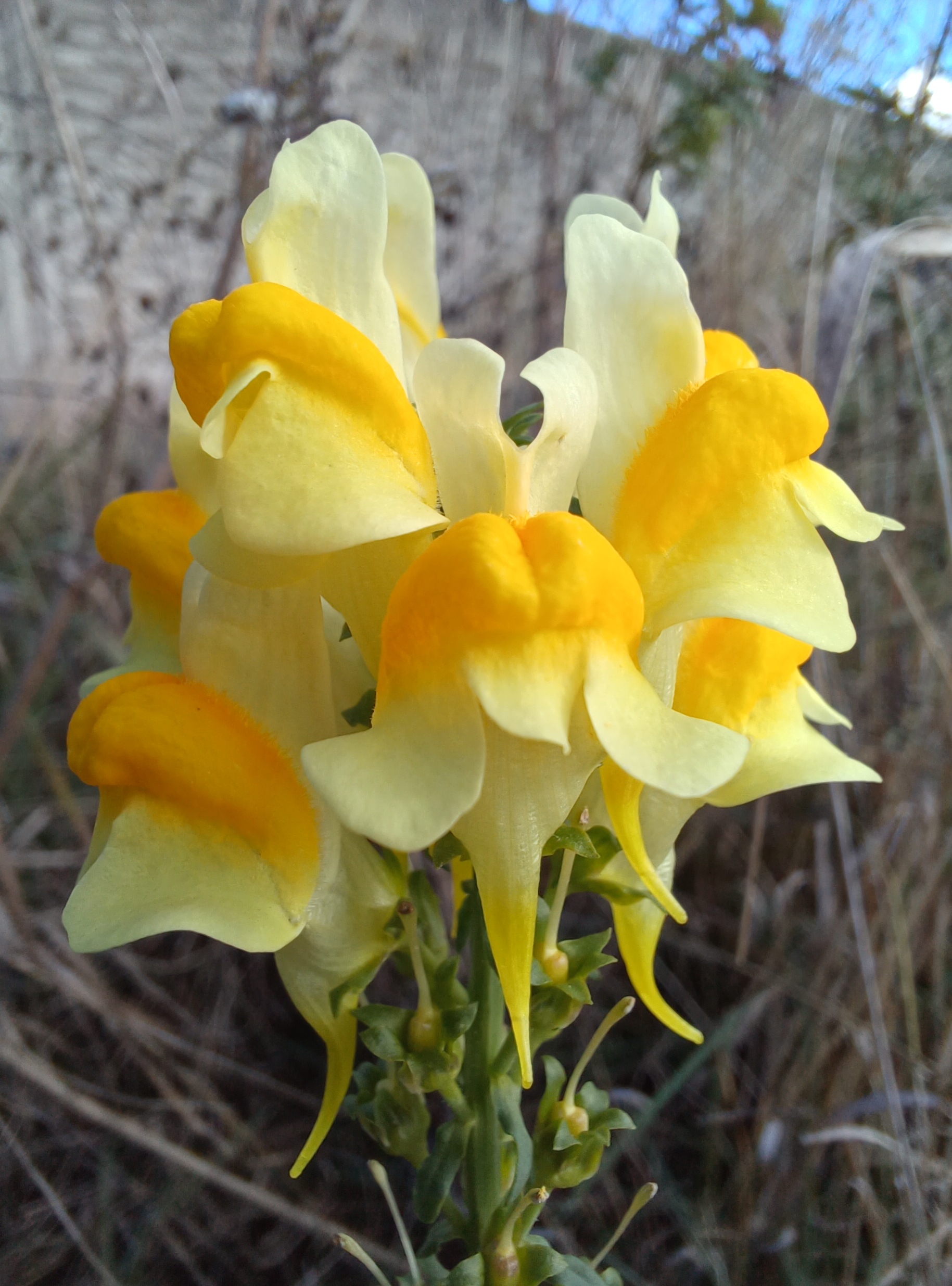 linaria vulgaris unteres wehr auslauf neue donau 20231112_111119.jpg