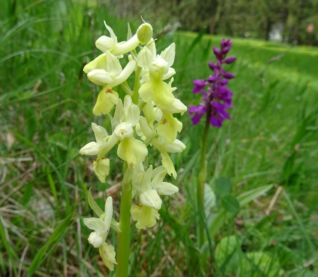 2023-05-08 Orchis pallens, Orchis mascula.JPG