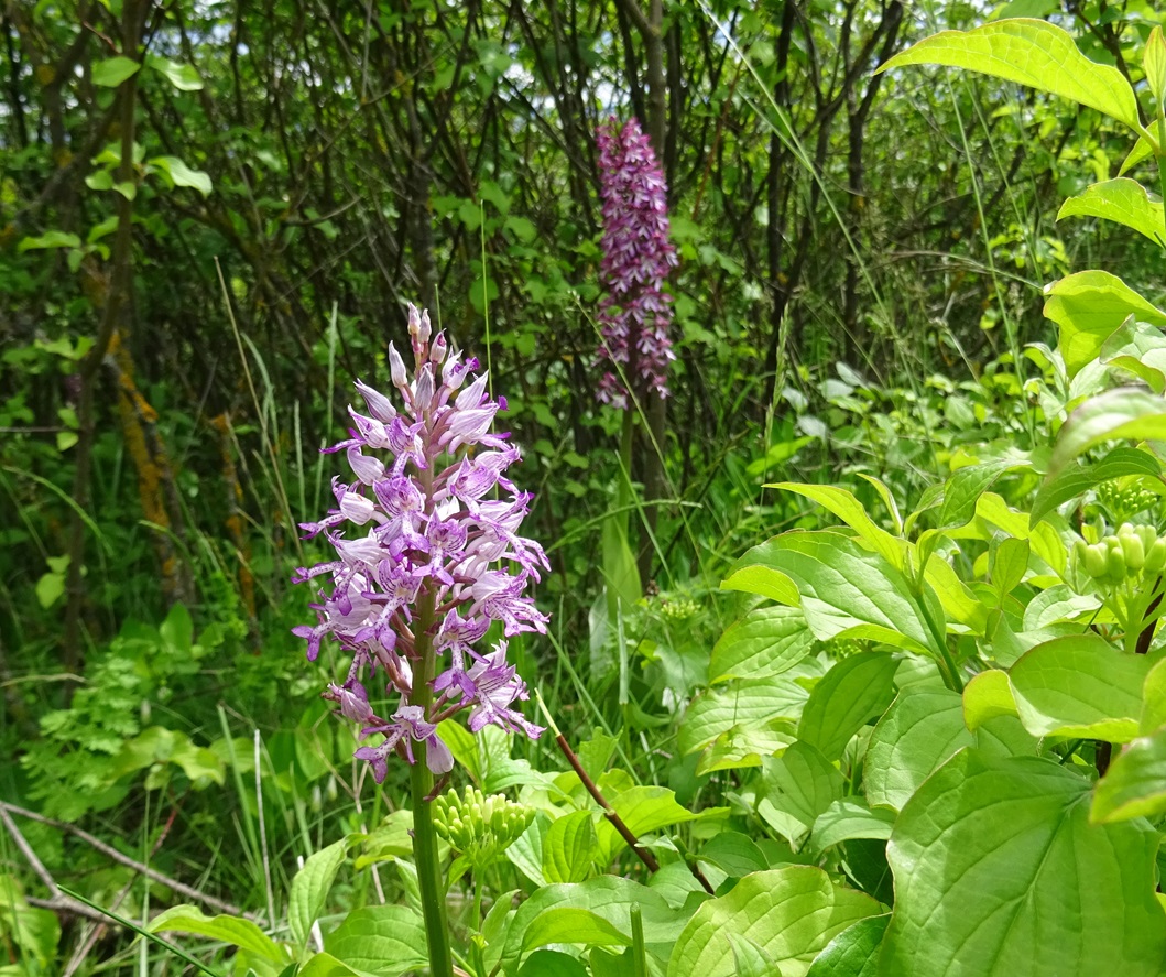 2023-05-15 Orchis militaris und Orchis militaris x O.purpurata.JPG