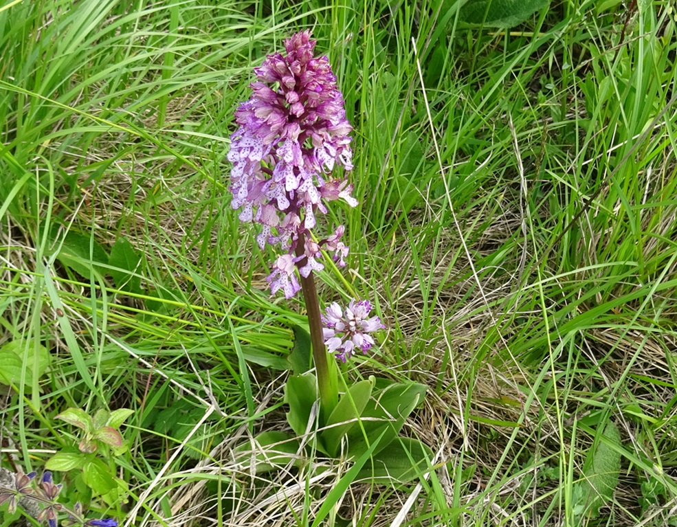 2023-05-15 Orchis militaris x Orchis purpurata und O. militaris.JPG