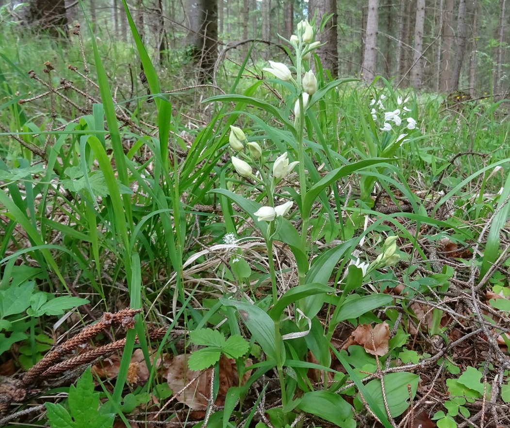 2023-06-02 Cephalanthera damasonium, C. longifolia.JPG