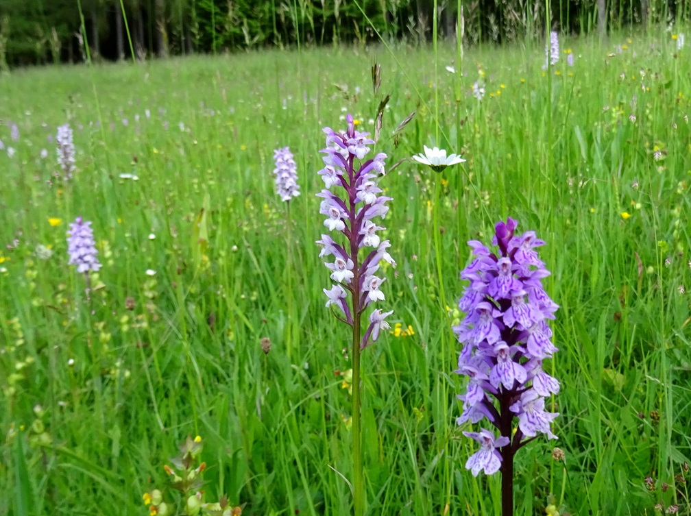 2023-06-10 x Dactylodenia gracilis und  D. fuchsii.JPG