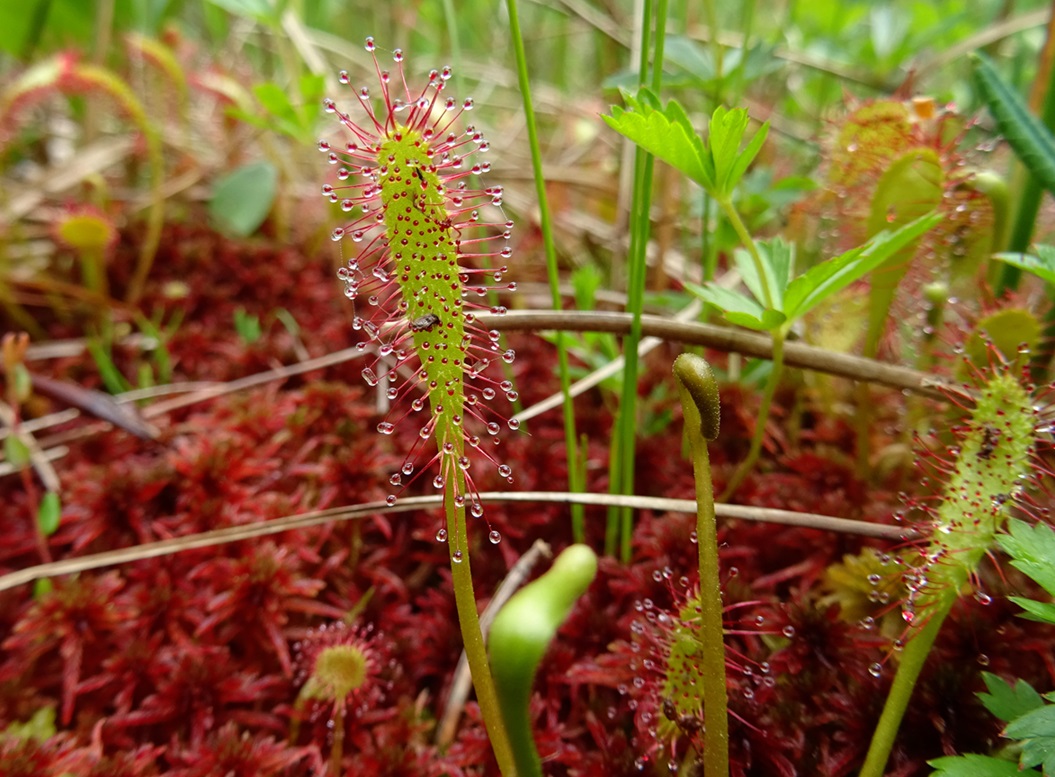 2023-06-15 Drosera anglica mit D. rotundifolia.JPG