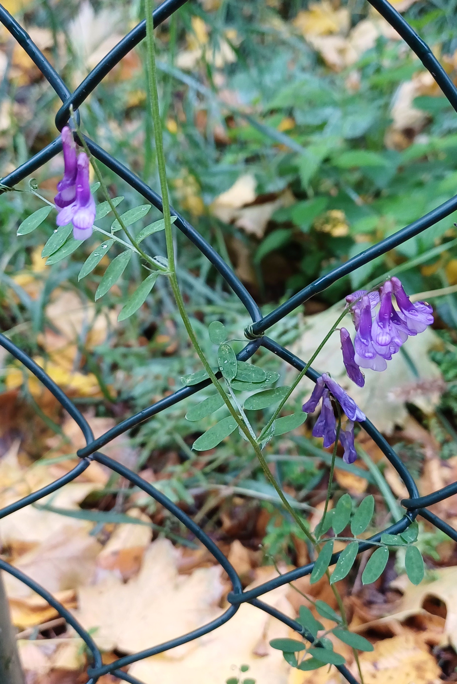 vicia cracca zw. columbus center und humboldtgasse 20231117_103054.jpg