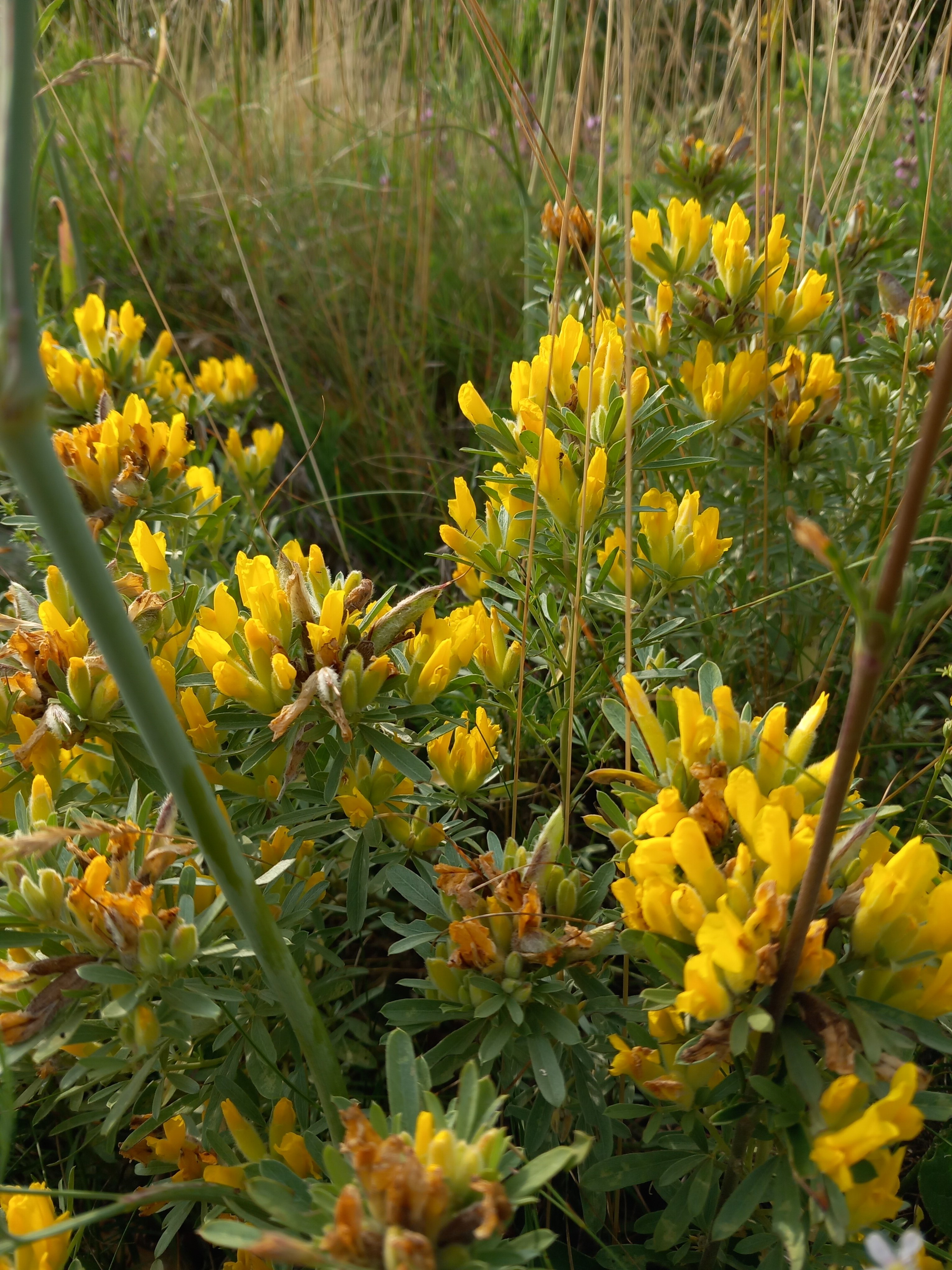 Cytisus austriacus.jpg