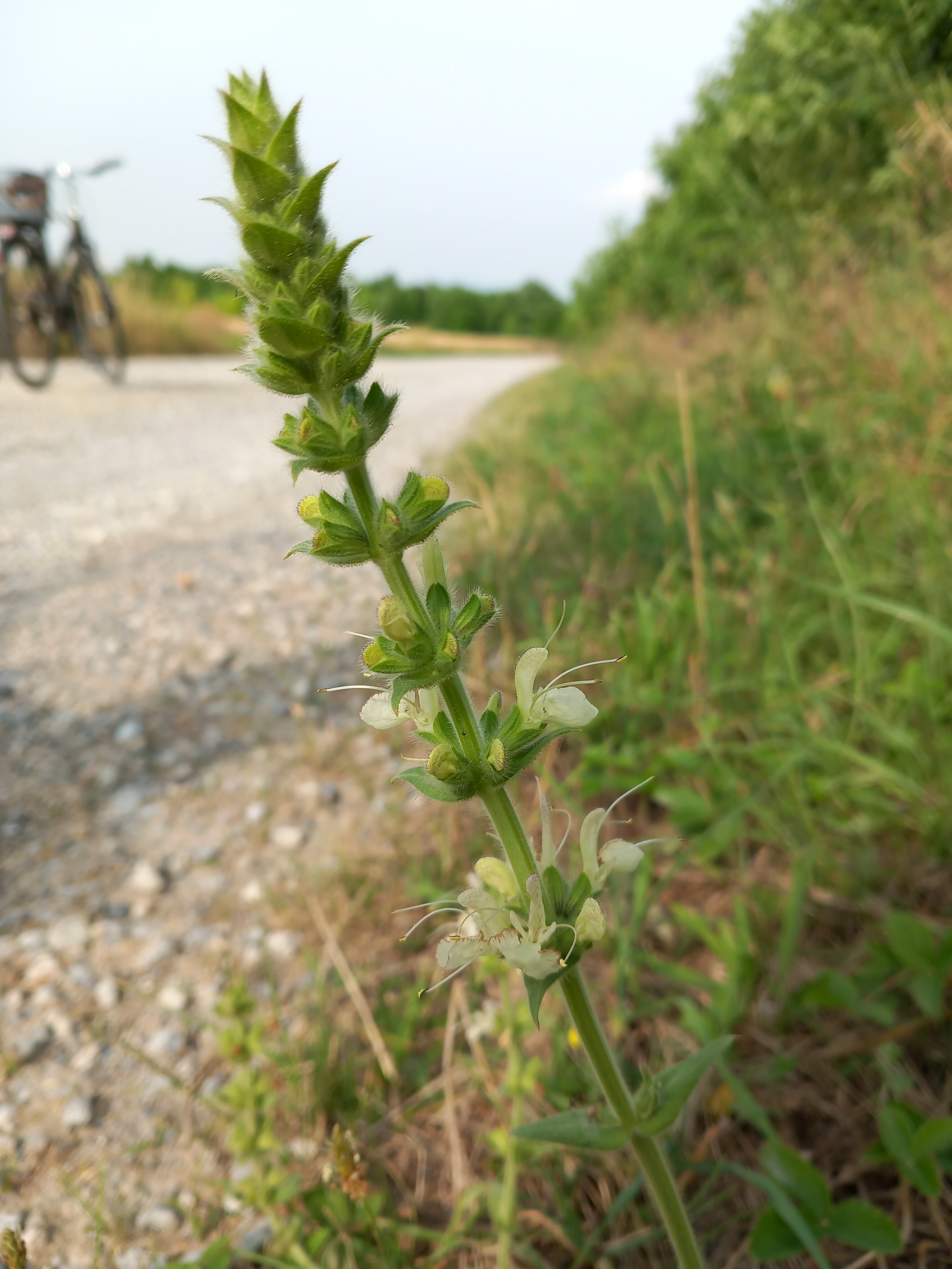 Salvia austriaca 1.7.2023.jpg