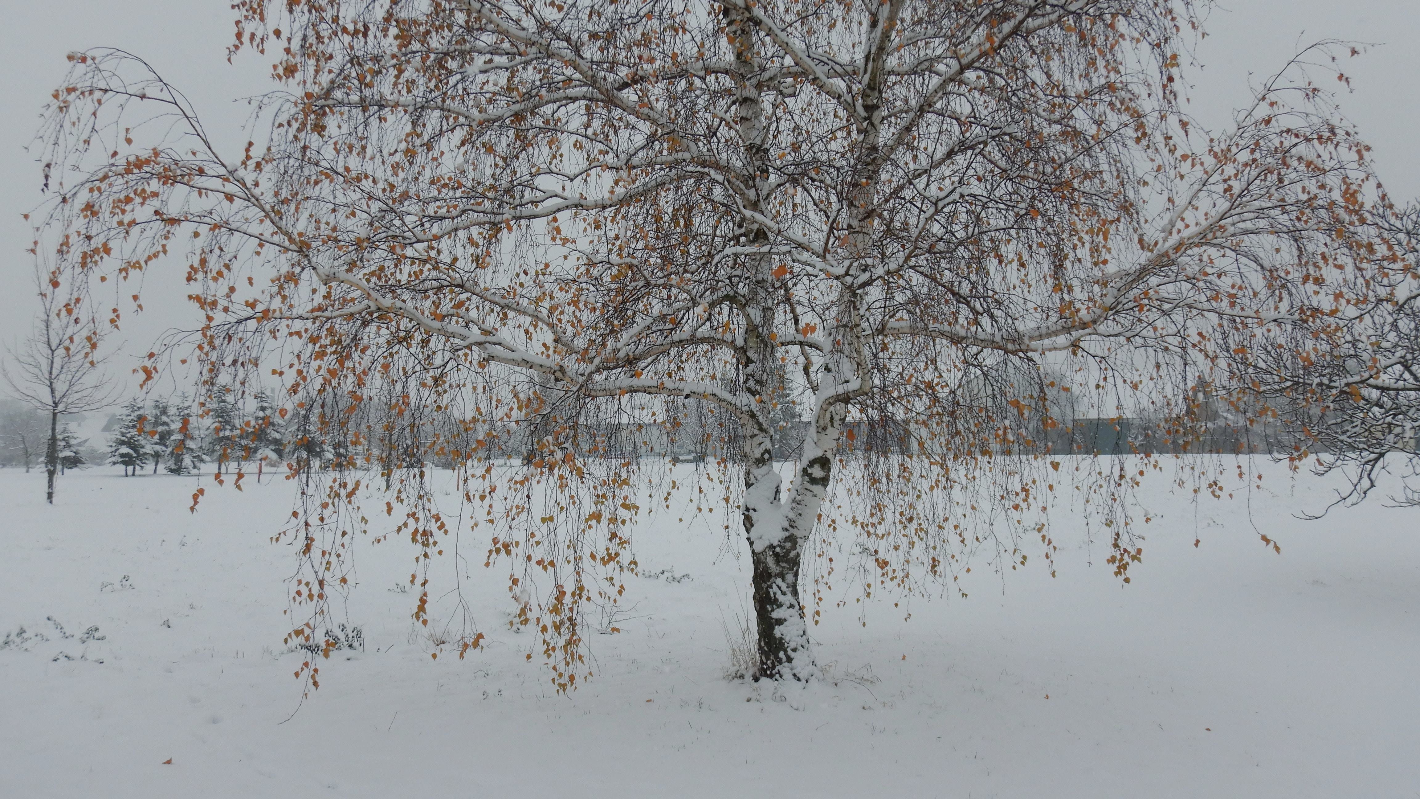 DSCN9197 phäno 20231206 betula pendula, prellenkirchen-mitte.jpg