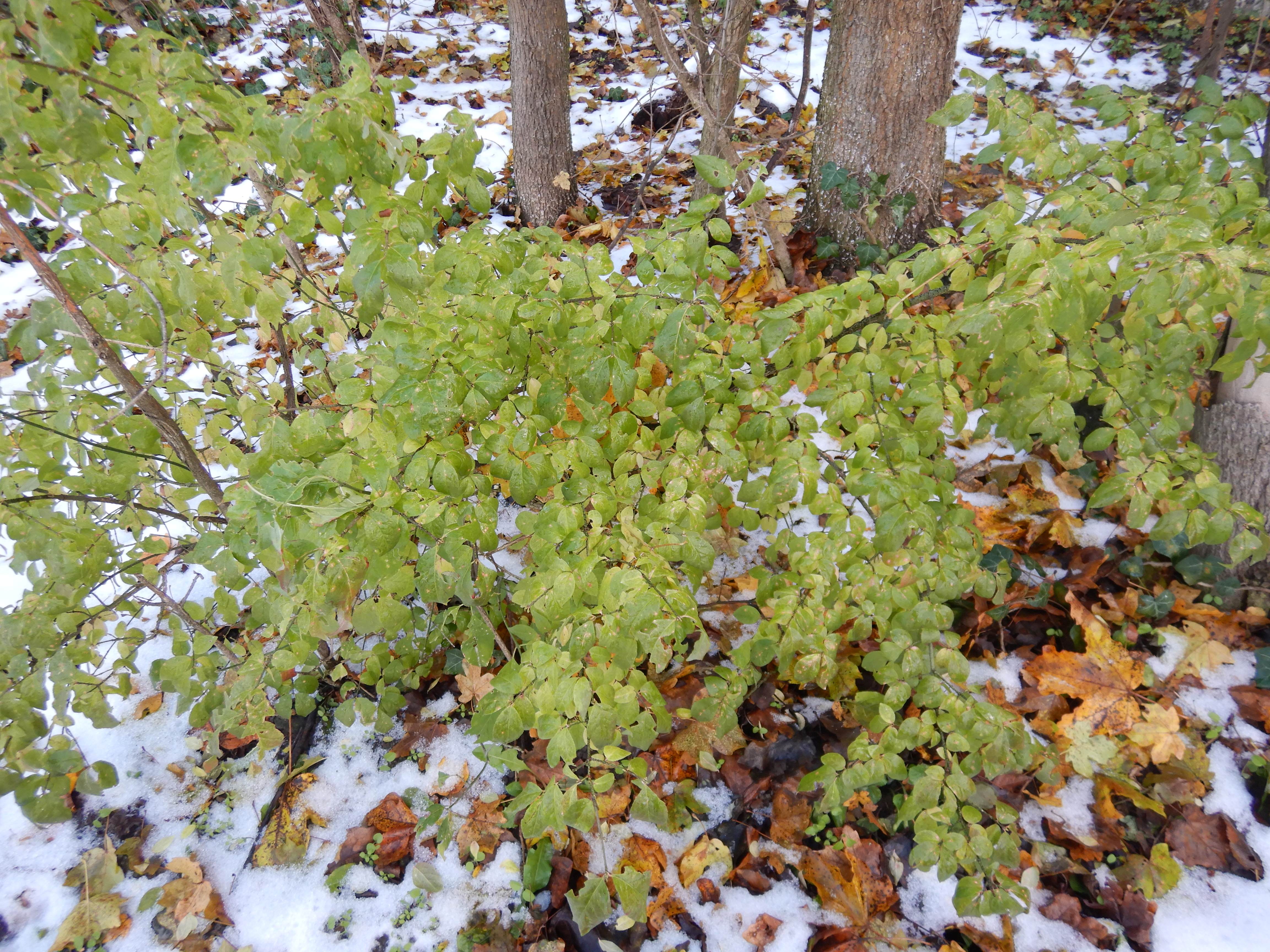 DSCN9495 phäno 20231211, euonymus europaeus, hainburg-röthelstein.jpg