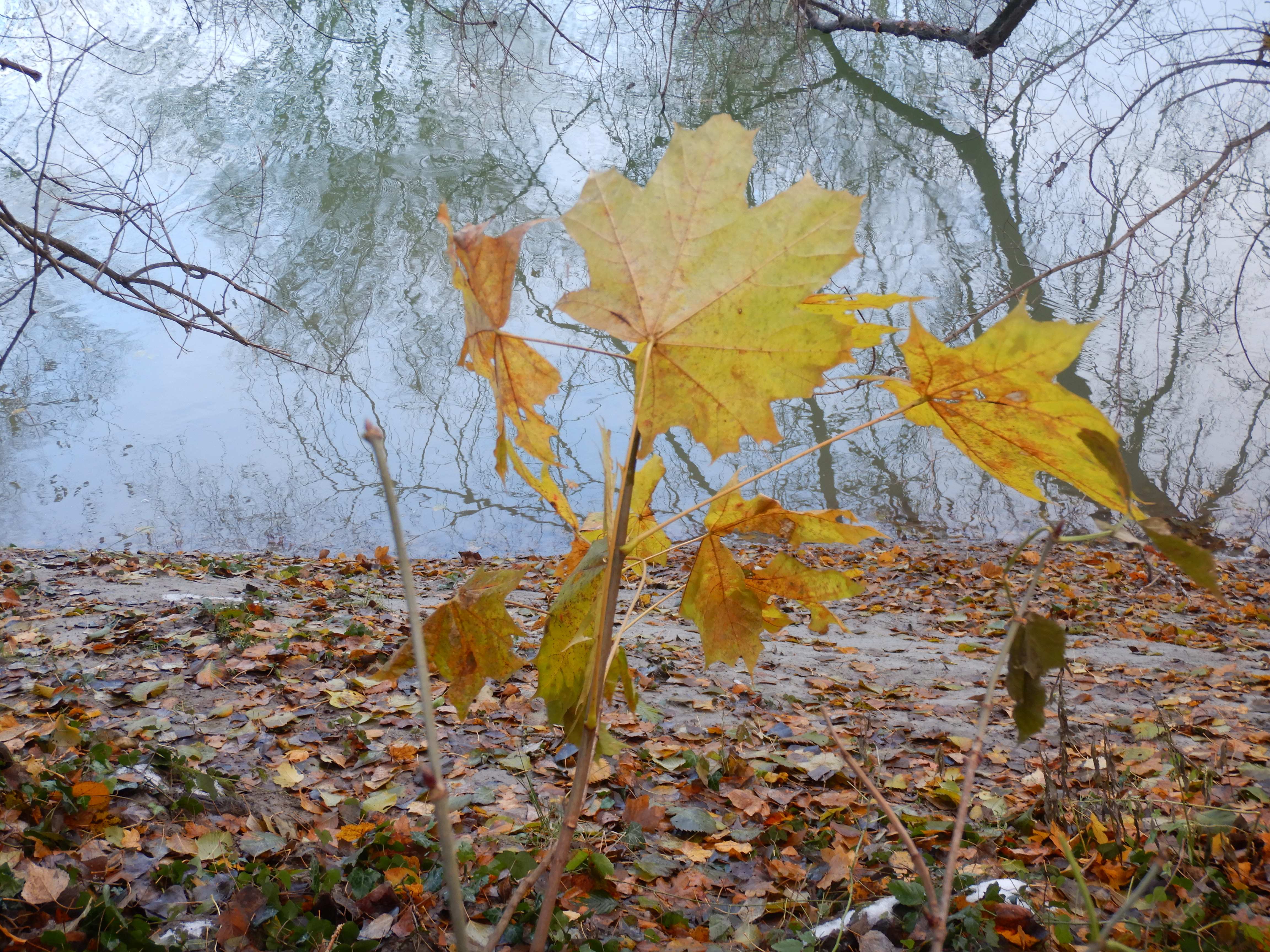 DSCN9534 phäno 20231211, acer platanoides, hainburg-röthelstein.jpg