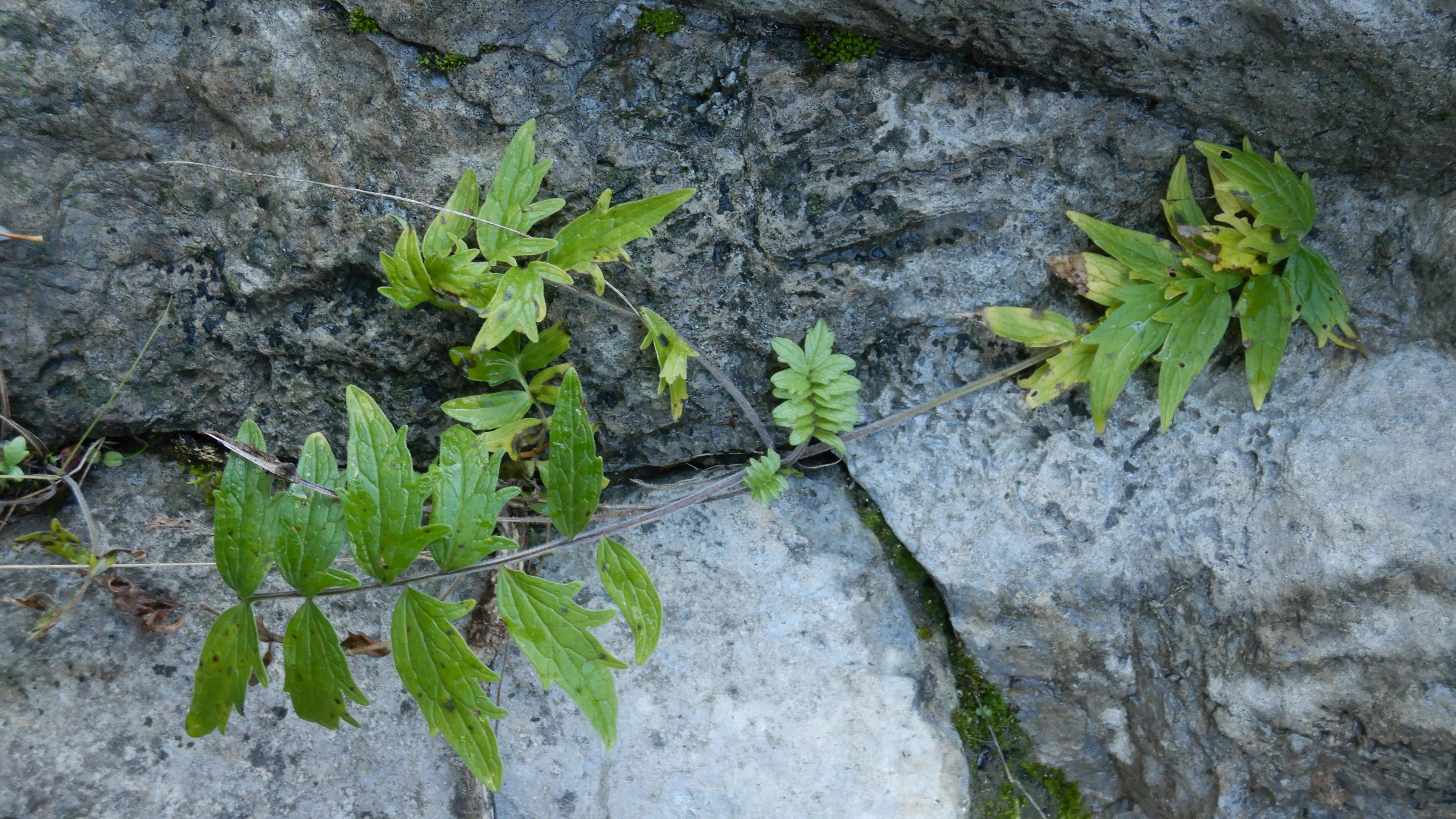 DSCN9571 phäno 20231211, valeriana officinalis agg., hainburg-röthelstein.jpg