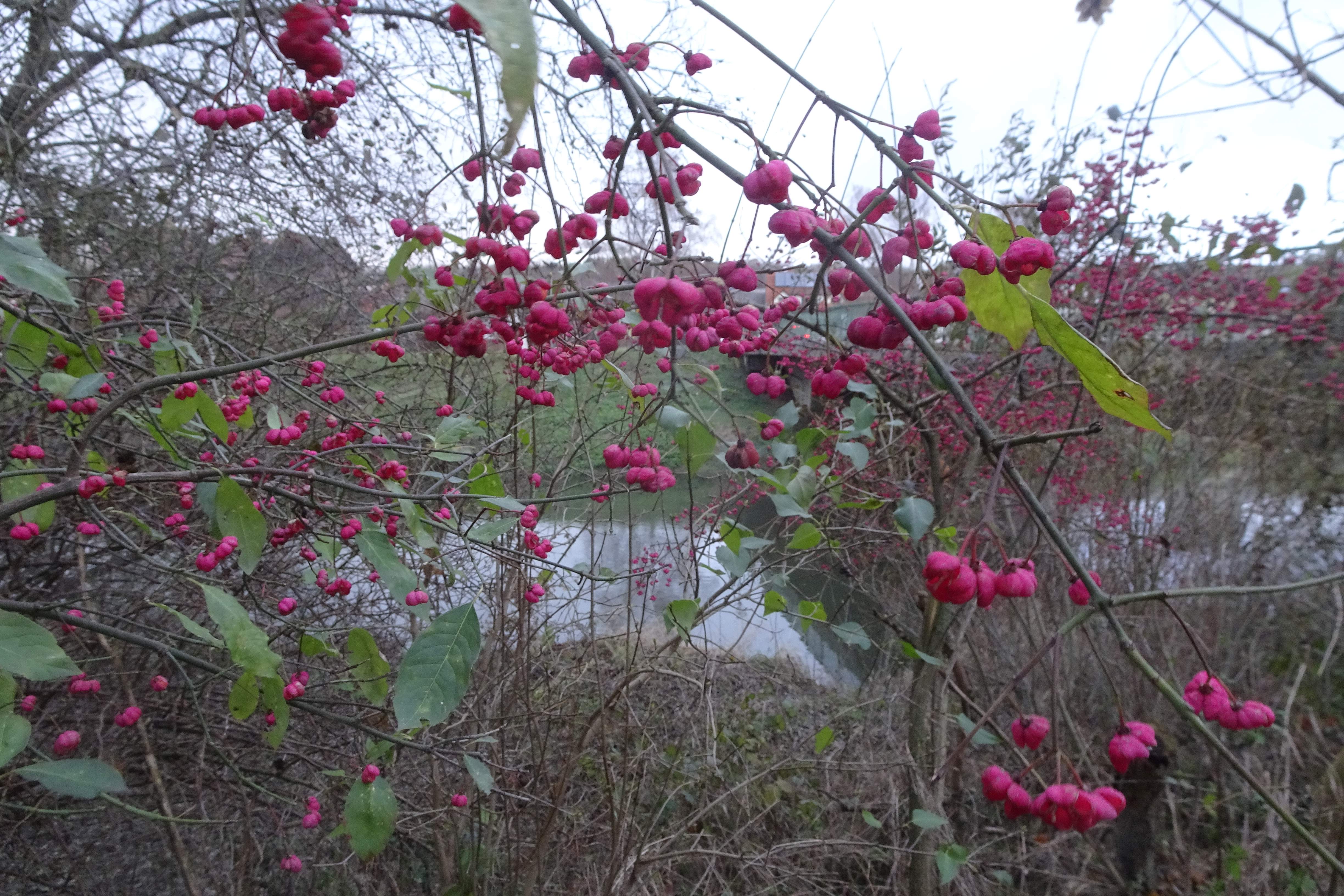 DSC03976 phäno 20231214, euonymus europaeus, potzneusiedl (ND).jpg