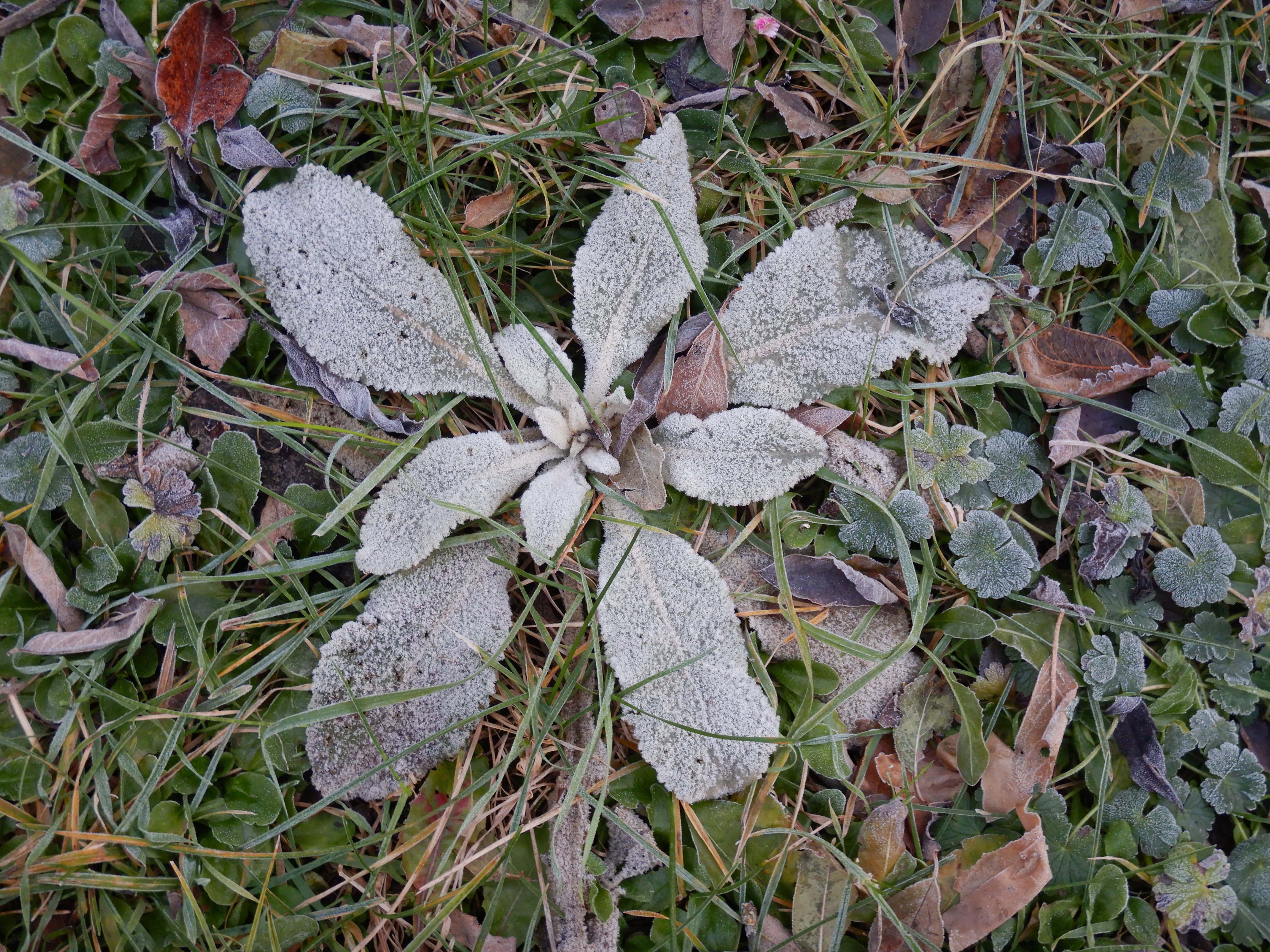 DSCN9805 phäno 20231217, verbascum phlomoides, prellenkirchen-mitte.jpg