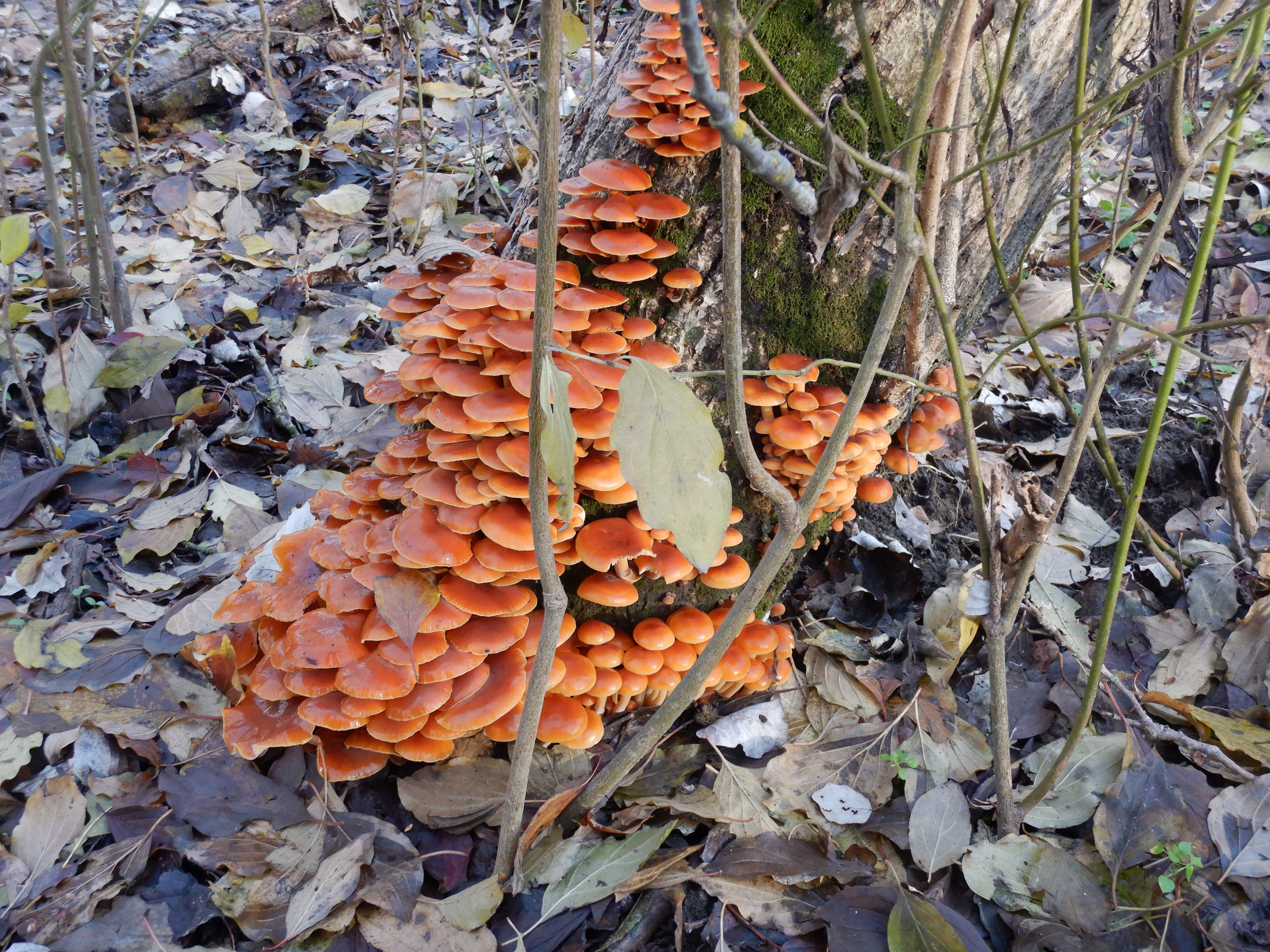 DSCN9895 phäno 20231217, flammulina velutipes, stopfenreuther au.jpg