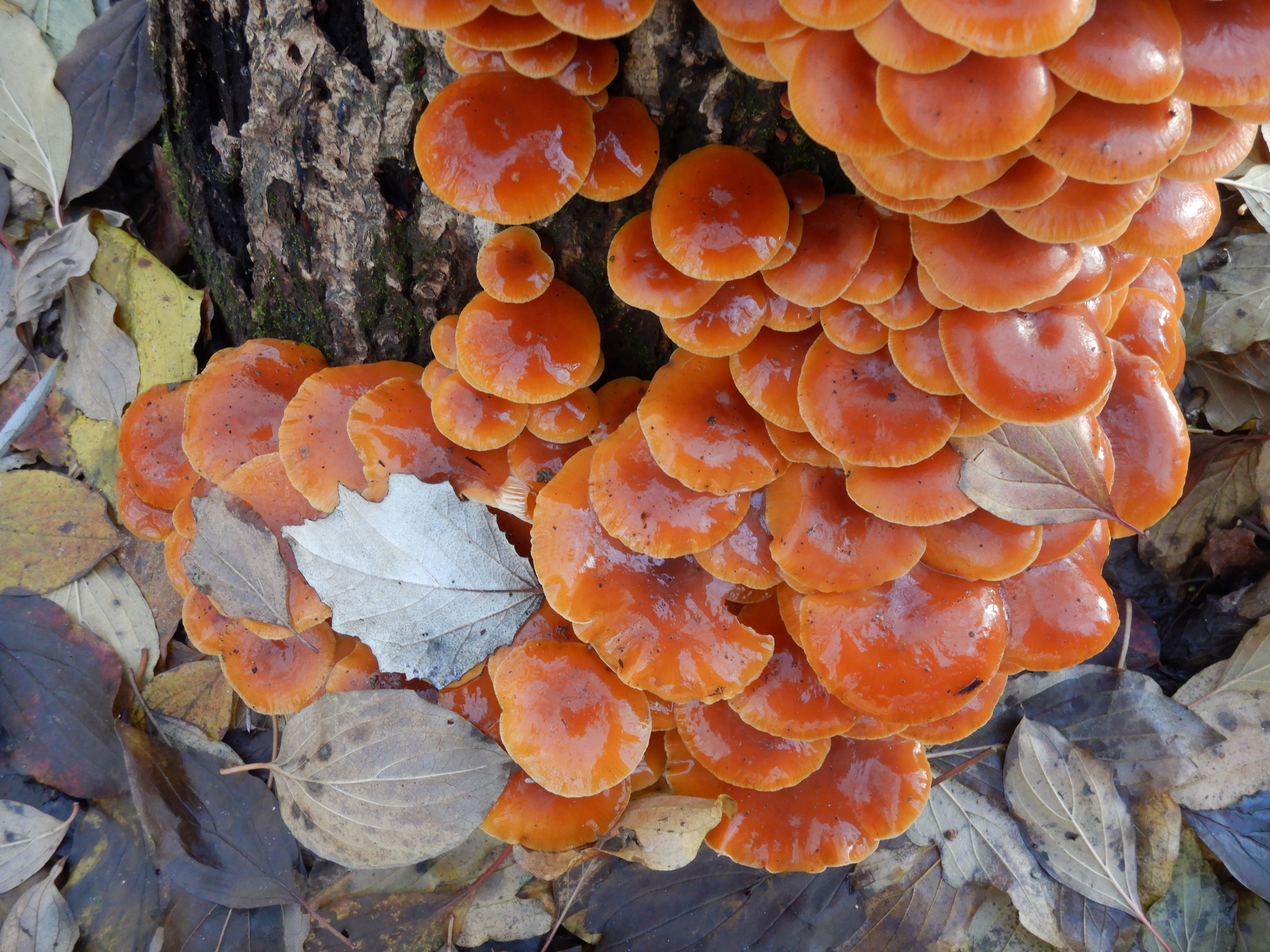 DSCN9898 phäno 20231217, flammulina velutipes, stopfenreuther au.jpg