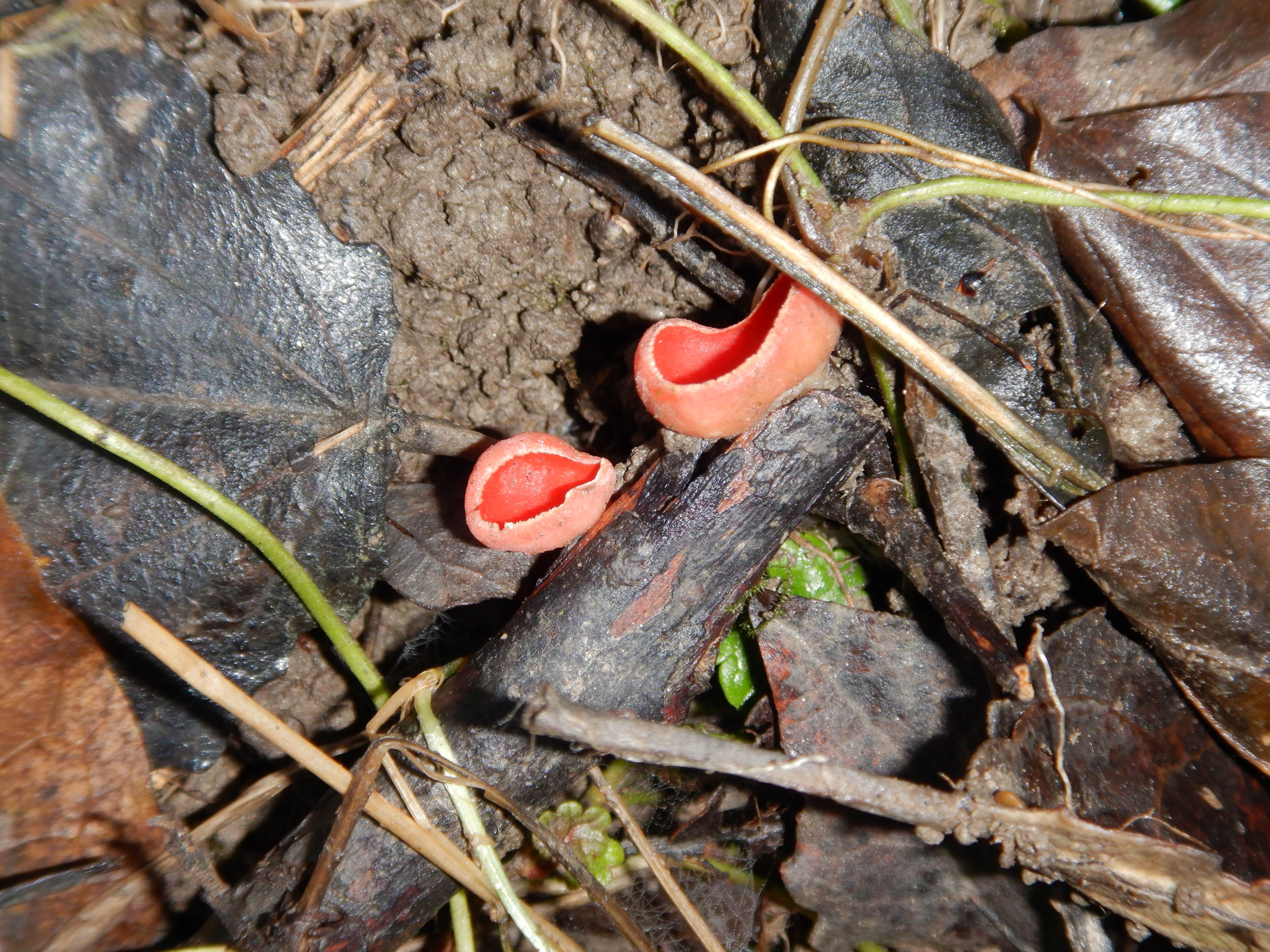 DSCN9919 phäno 20231217, sarcoscypha, stopfenreuther au.jpg