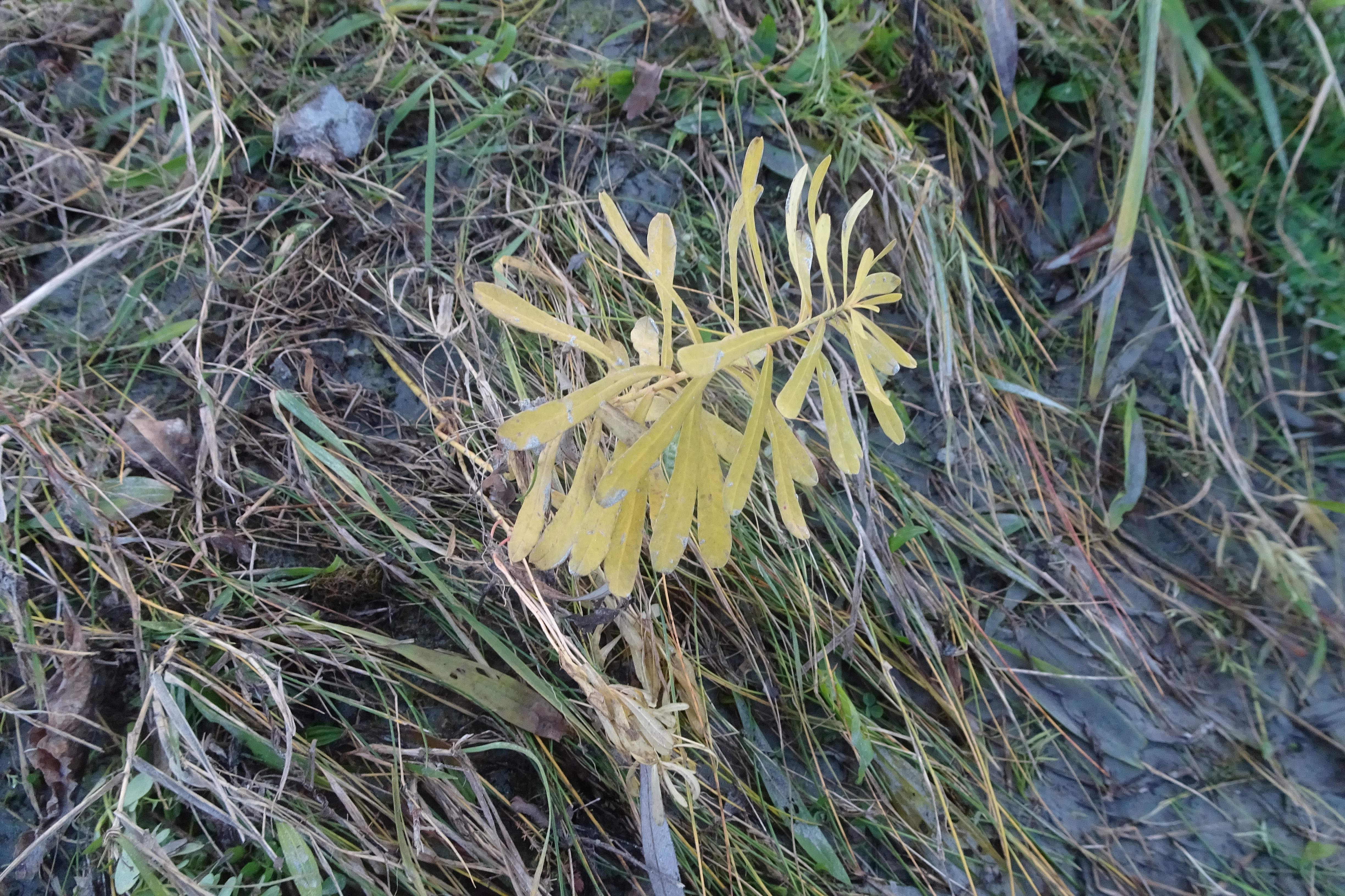 DSC04081 phäno 20231217, euphorbia esula, stopfenreuther au.jpg