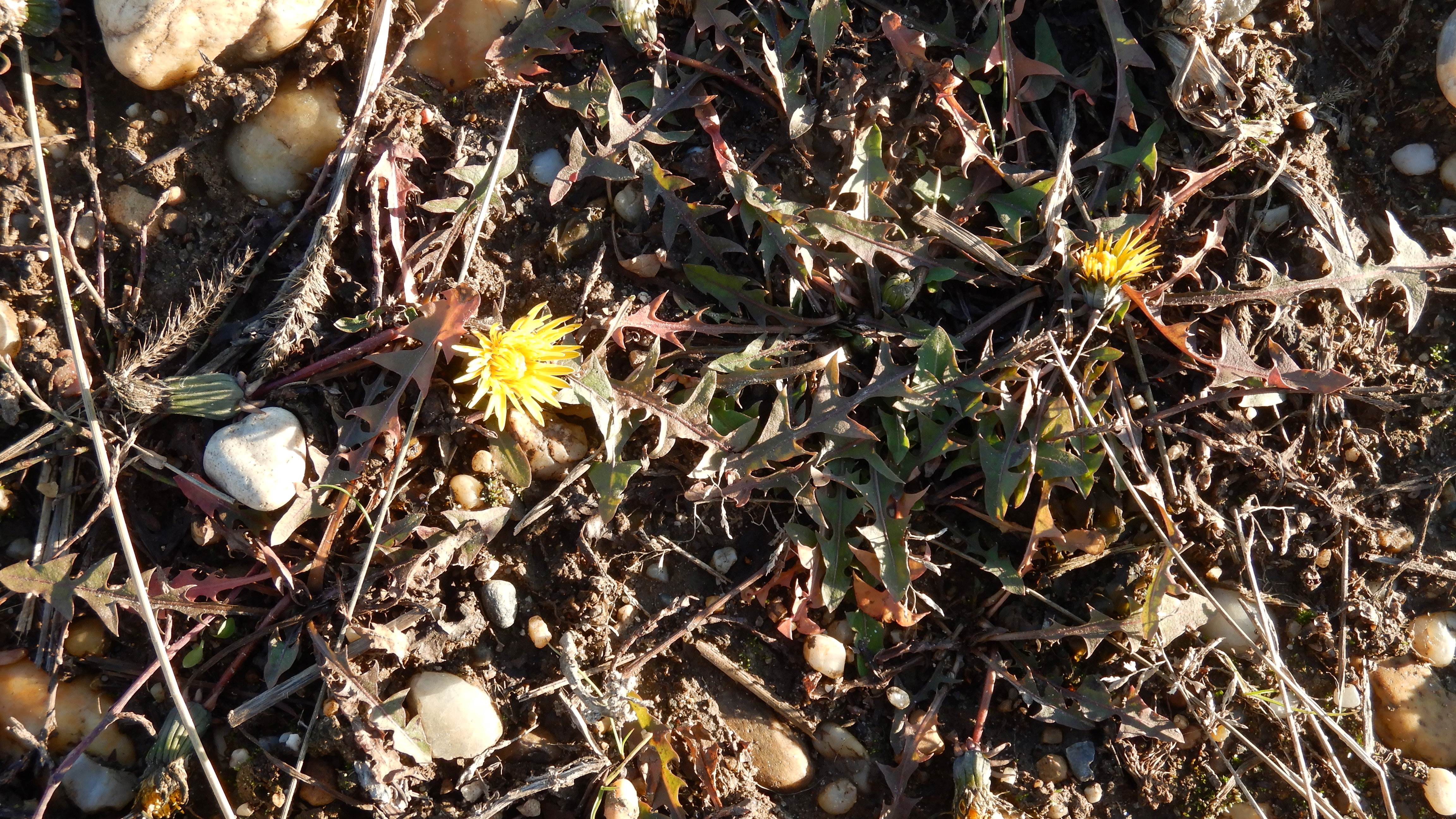 DSCN0119 phäno 20231218, taraxacum laevigatum agg., parndorf-prellenkirchen.jpg