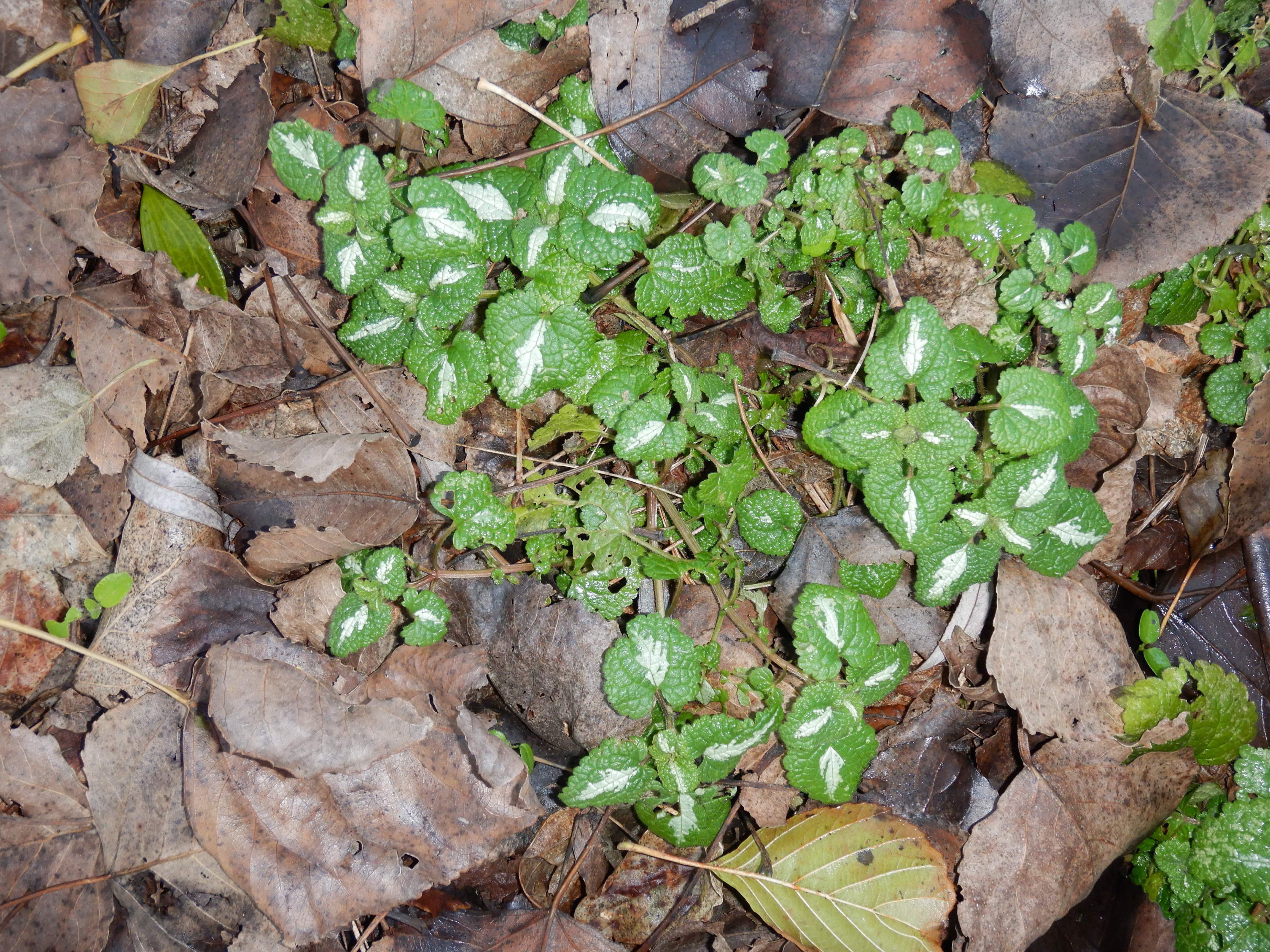 DSCN0198 phäno 20231218, lamium maculatum, parndorf-prellenkirchen.jpg