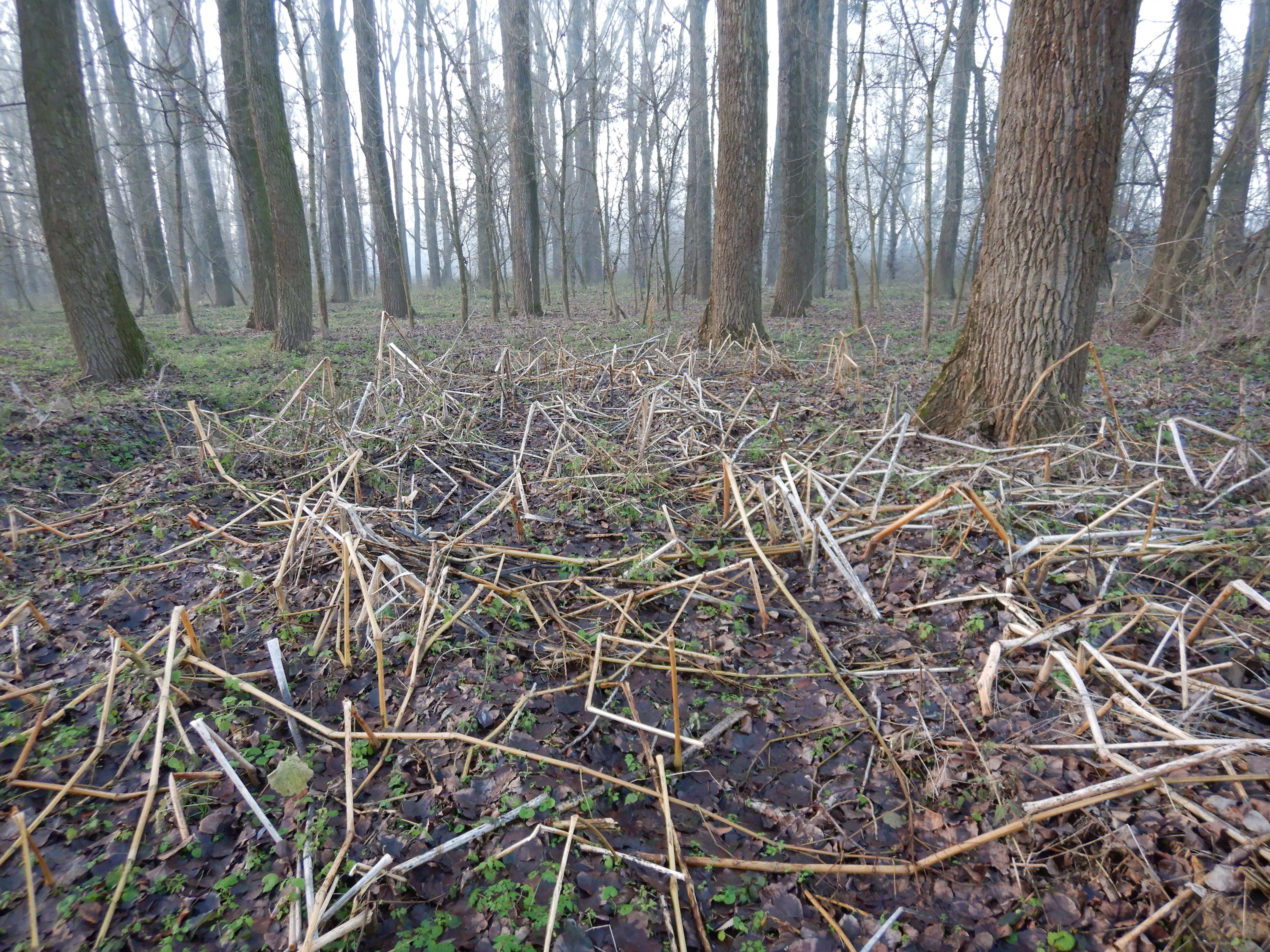 DSCN0294 phäno 20231218, impatiens glandulifera, parndorf-prellenkirchen.jpg