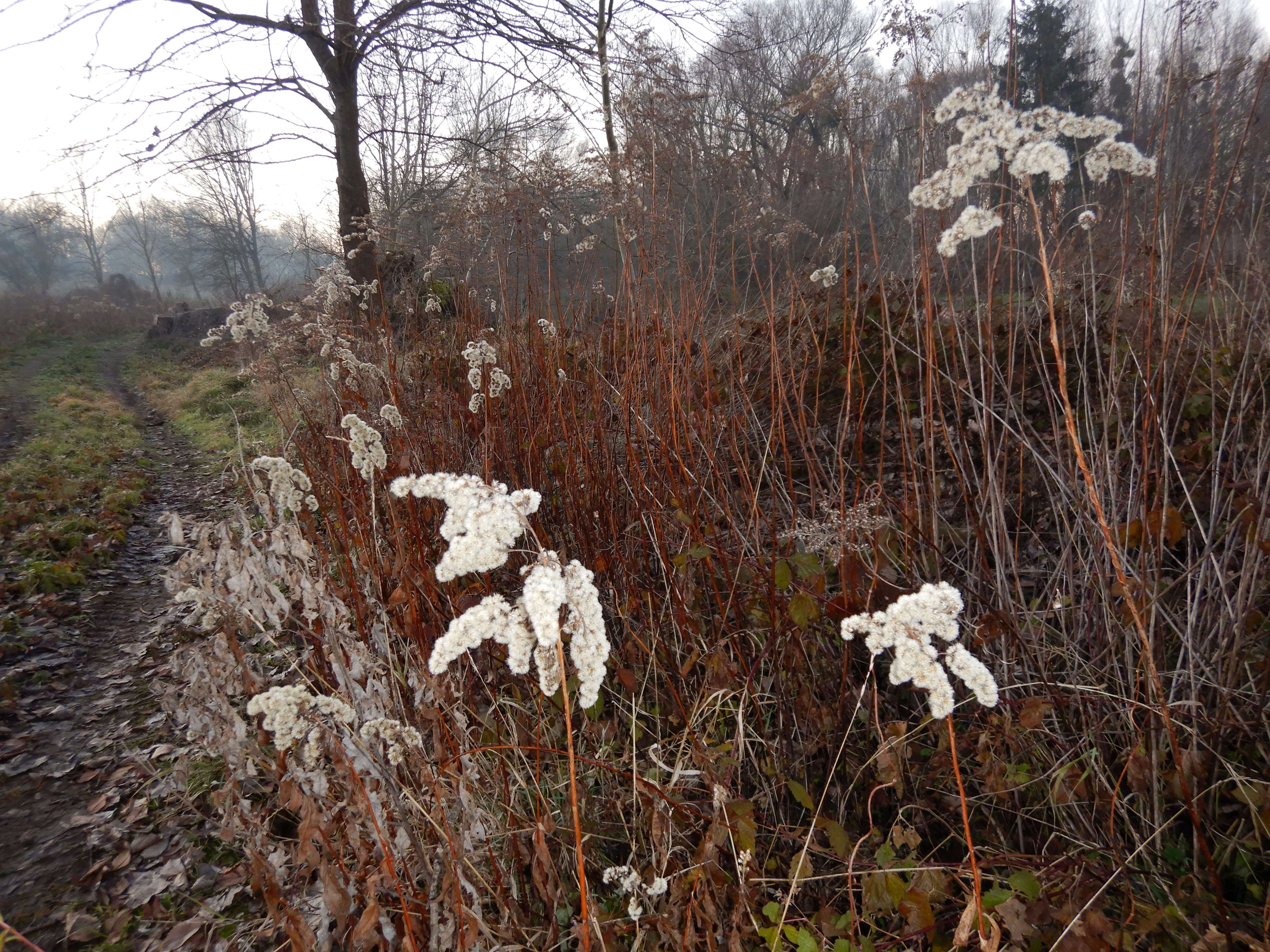 DSCN0335 phäno 20231218, solidago gigantea, parndorf-prellenkirchen.jpg