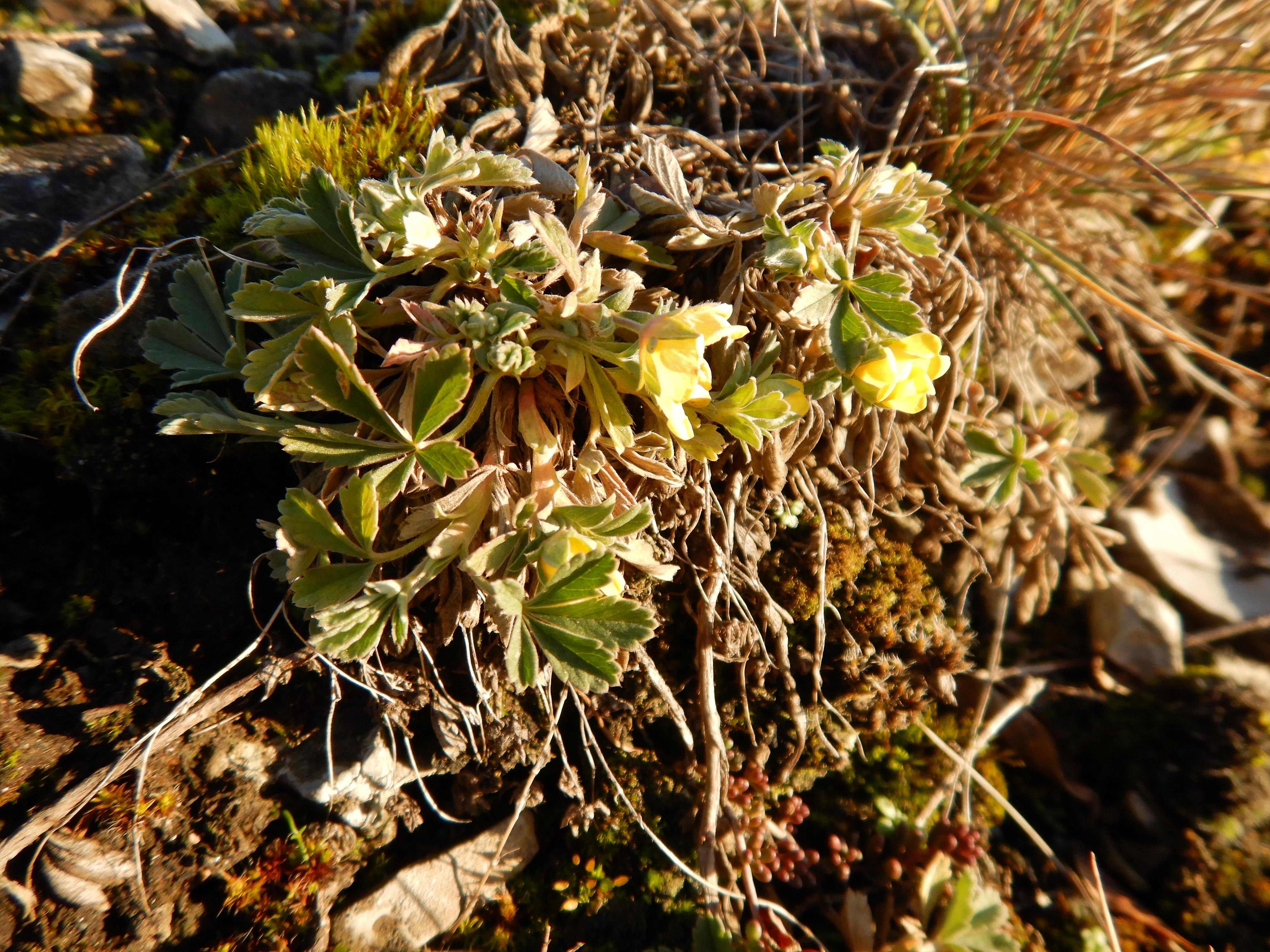 DSCN0428 phäno 20231219, potentilla incana, hundsheimer berg.jpg