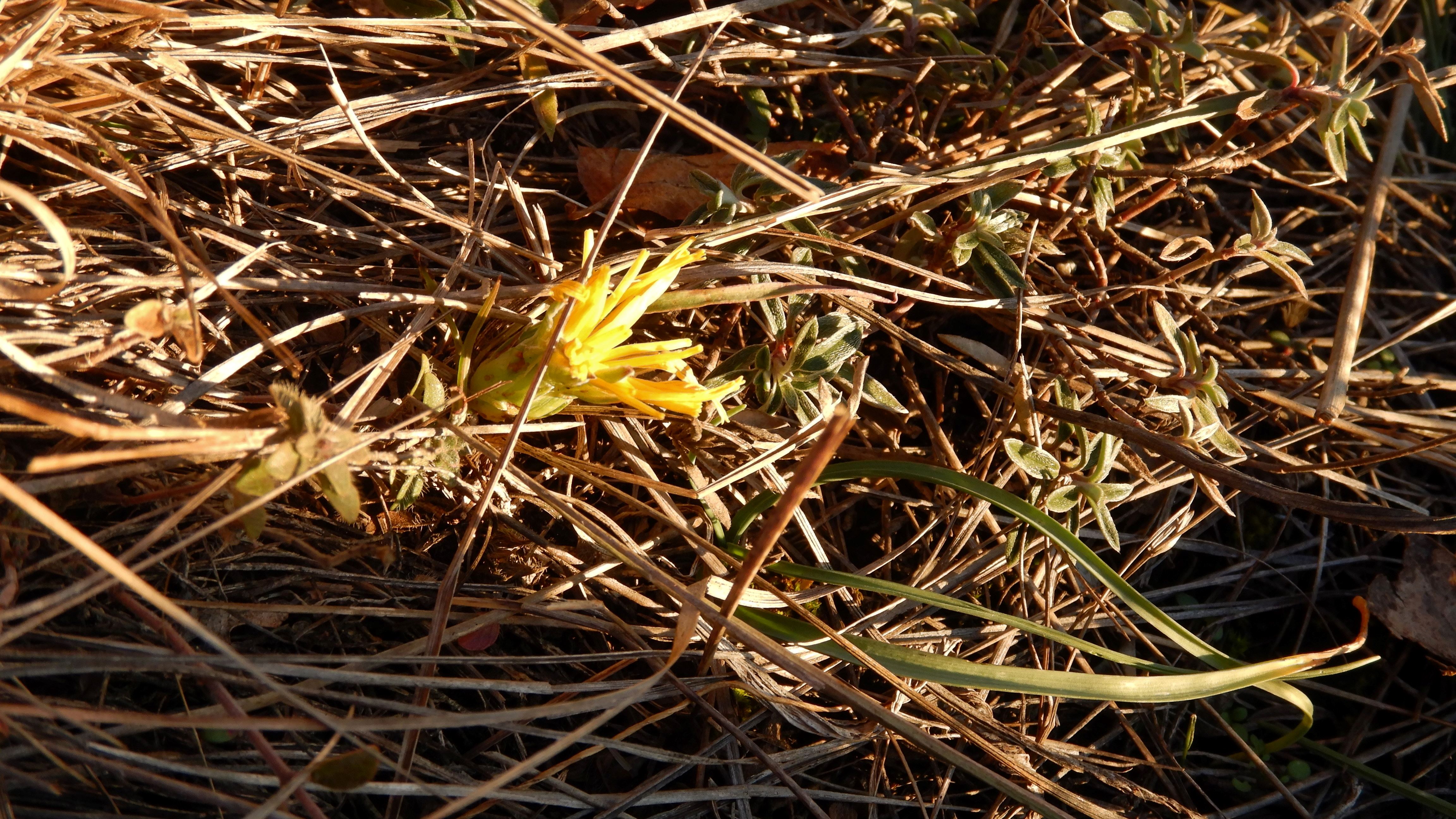 DSCN0495 phäno 20231219, scorzonera austriaca, hundsheimer berg.jpg