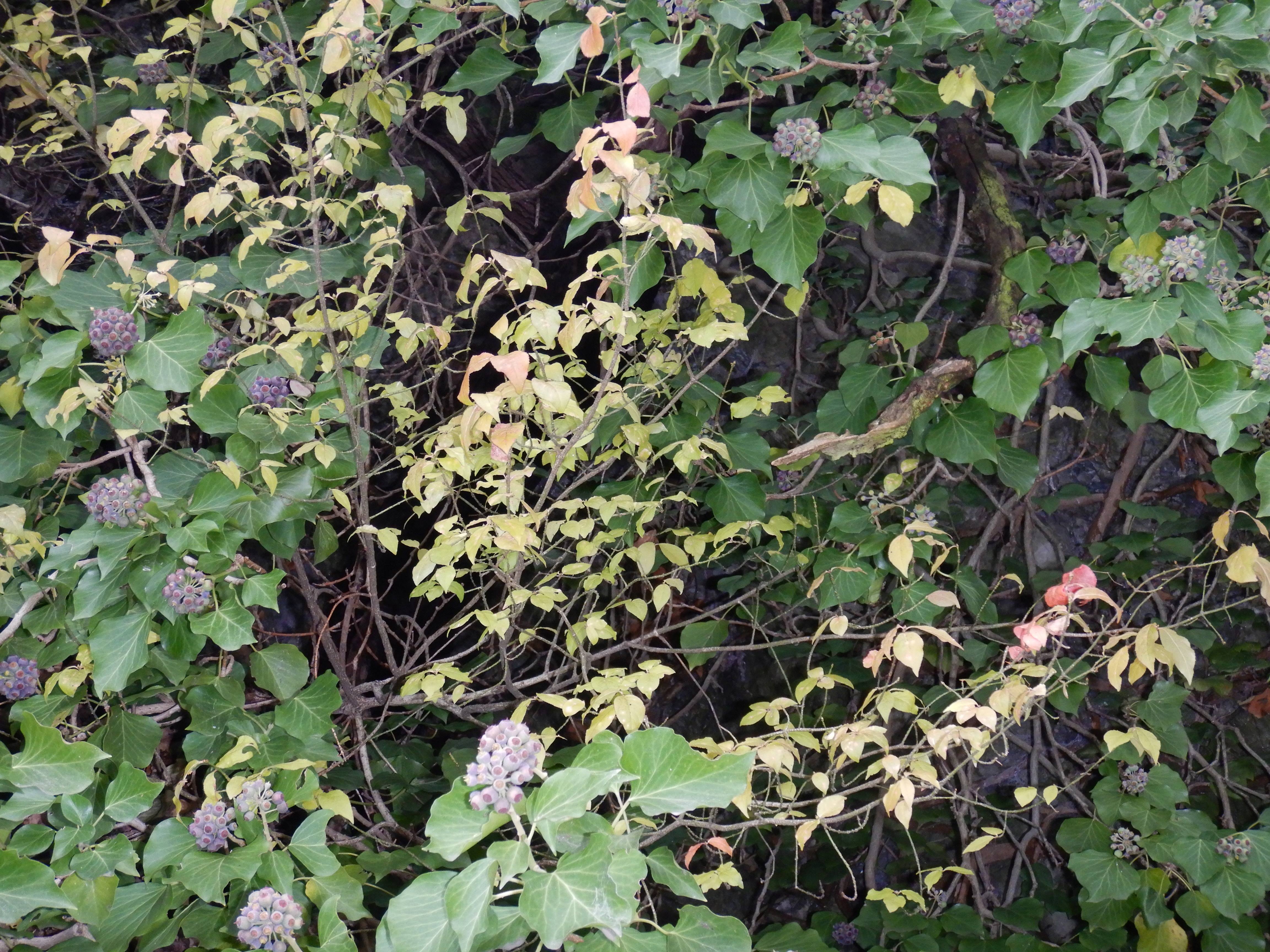 DSCN0715 phäno 20231224 hedera helix, euonymus verrucosus, hainburg-röthelstein.jpg