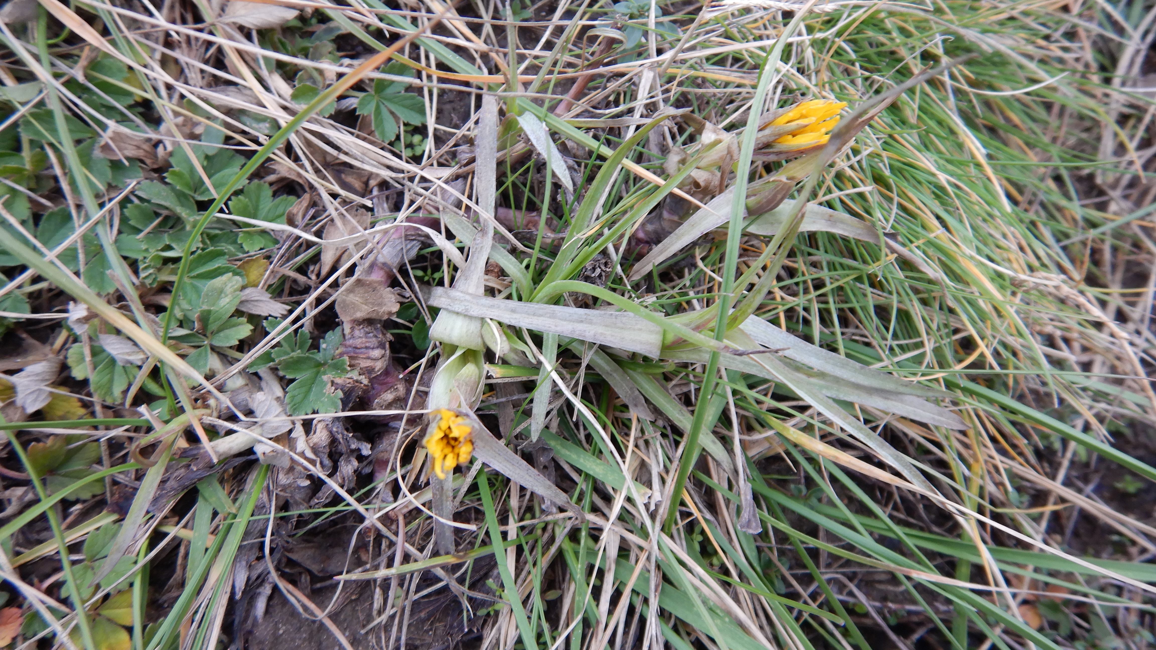 DSCN0730 phäno 20231224 tragopogon orientale, hainburg-braunsberg.jpg