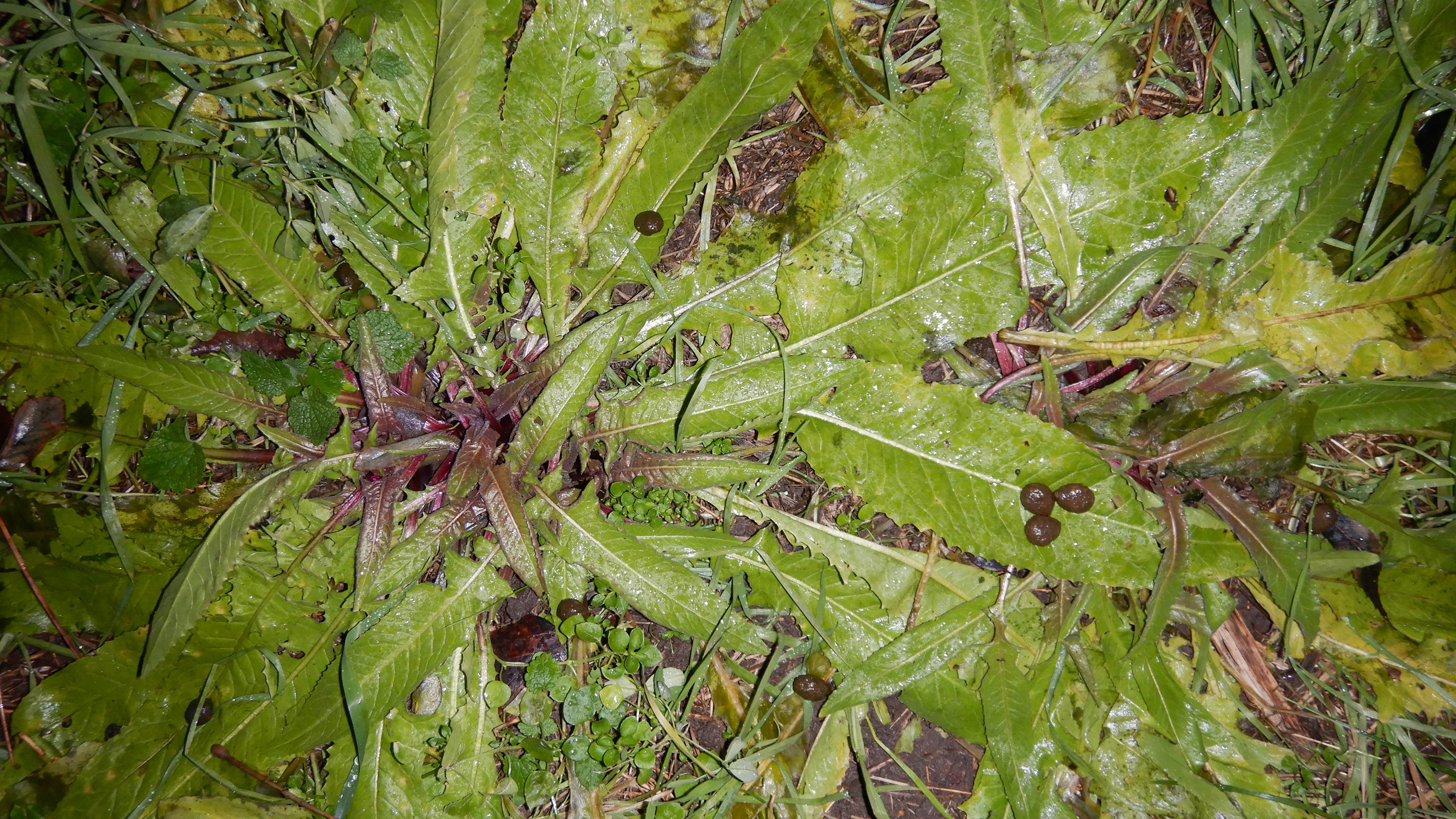 DSCN0867 phäno 20231224 bunias orientalis, markthof (GF).jpg