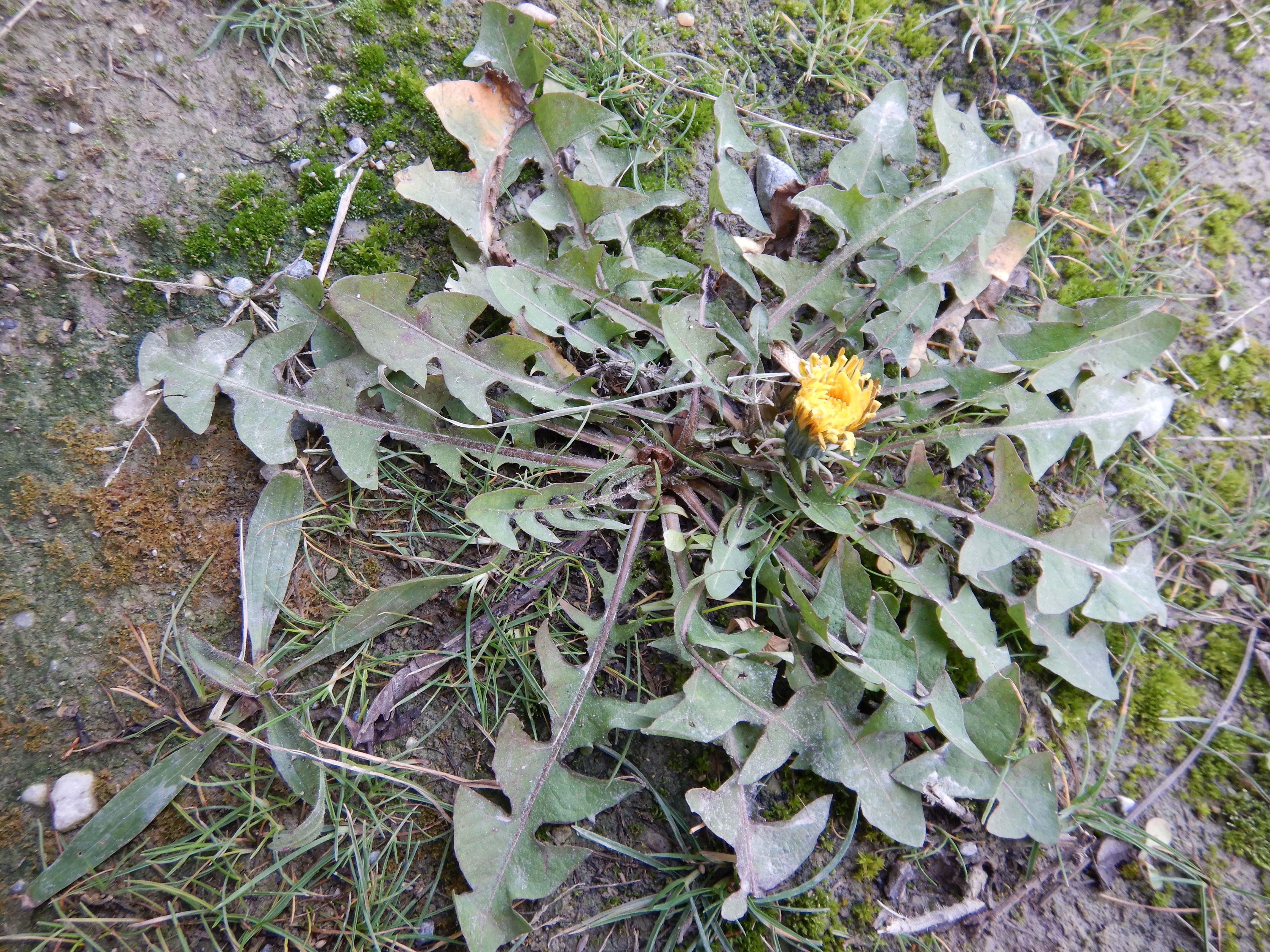 DSCN1273 phäno 20231226 taraxacum sp., markthof (GF).jpg