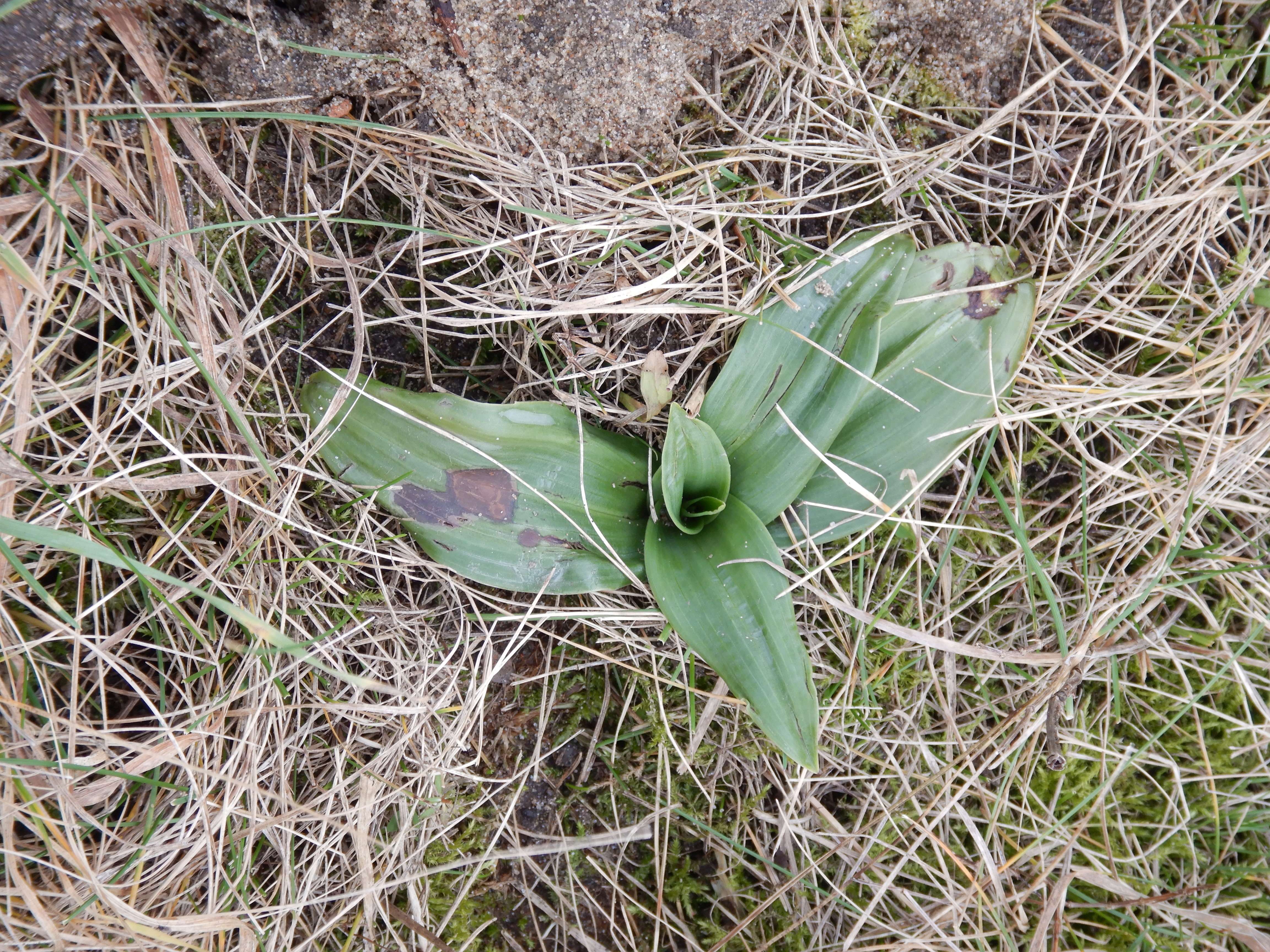 DSCN1433 phäno 20231226 himantoglossum adriaticum, marchauen markthof (GF).jpg