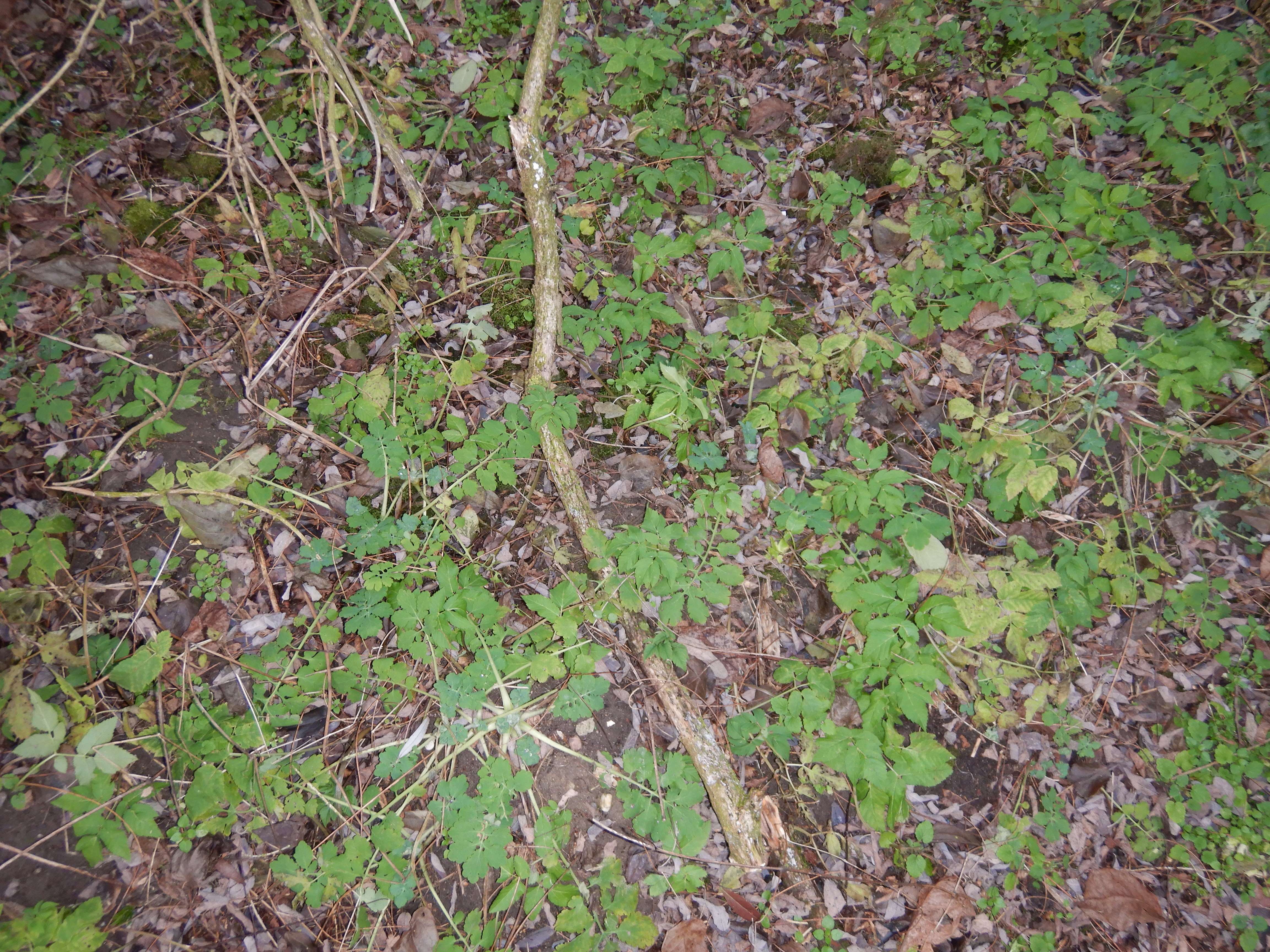 DSCN1935 phäno 20231227 chelidonium majus, aegopodium podagraria hollern (BL).jpg