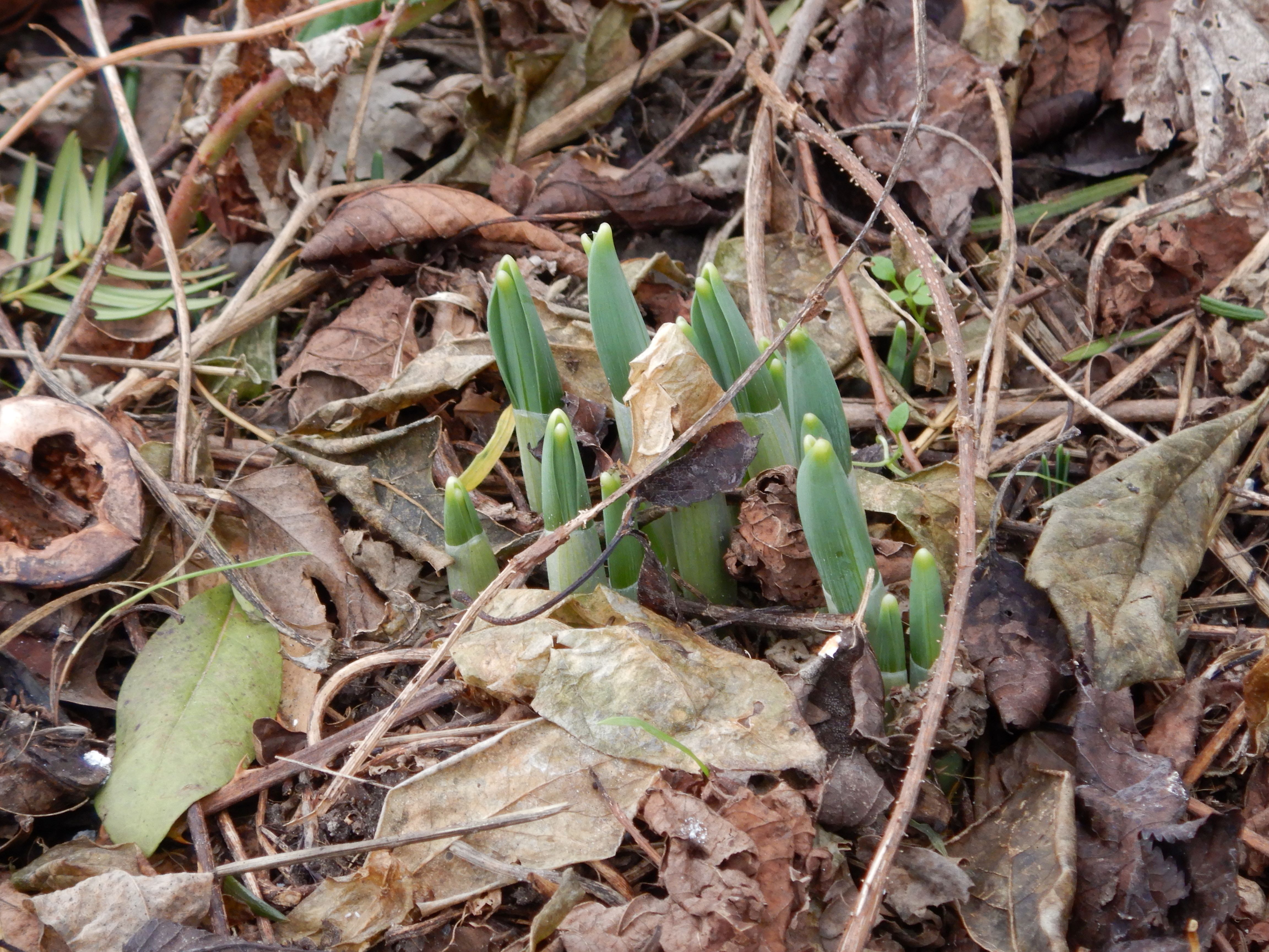 DSCN3575 wien-22, biberhaufen, 20240105, galanthus elwesii.jpg