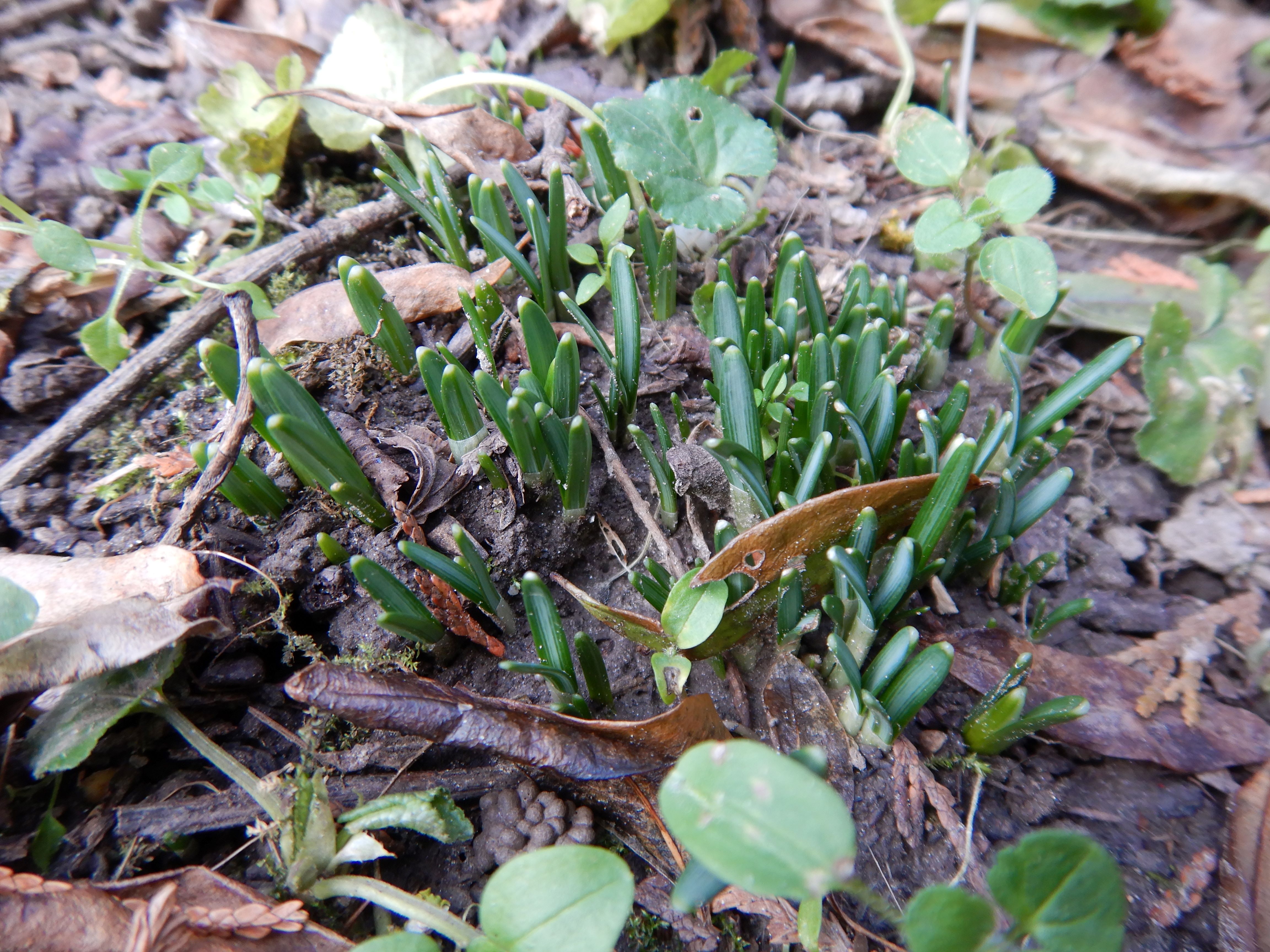 DSCN3579 wien-22, biberhaufen, 20240105, galanthus nivalis.jpg