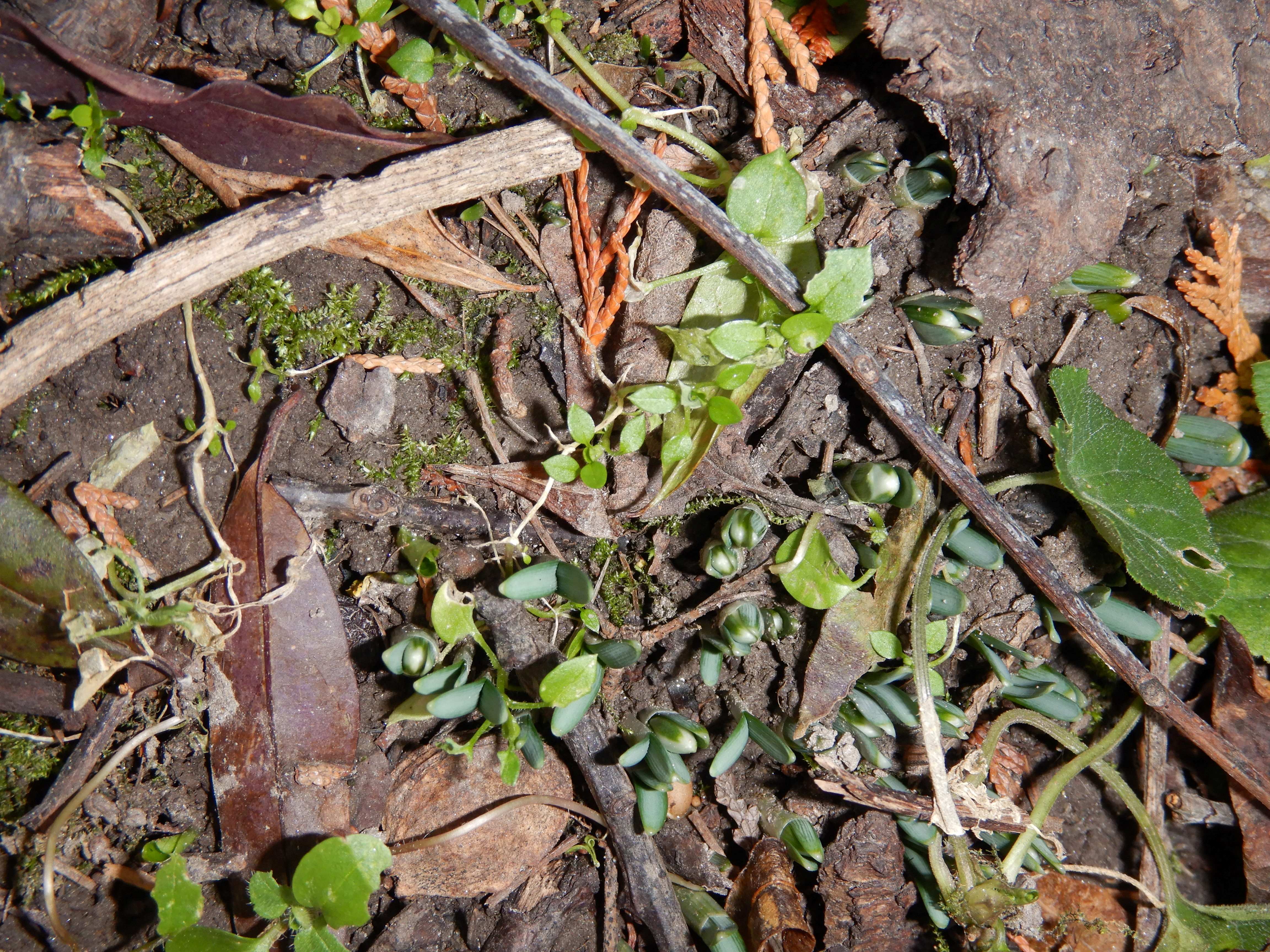 DSCN3580 wien-22, biberhaufen, 20240105, galanthus nivalis.jpg