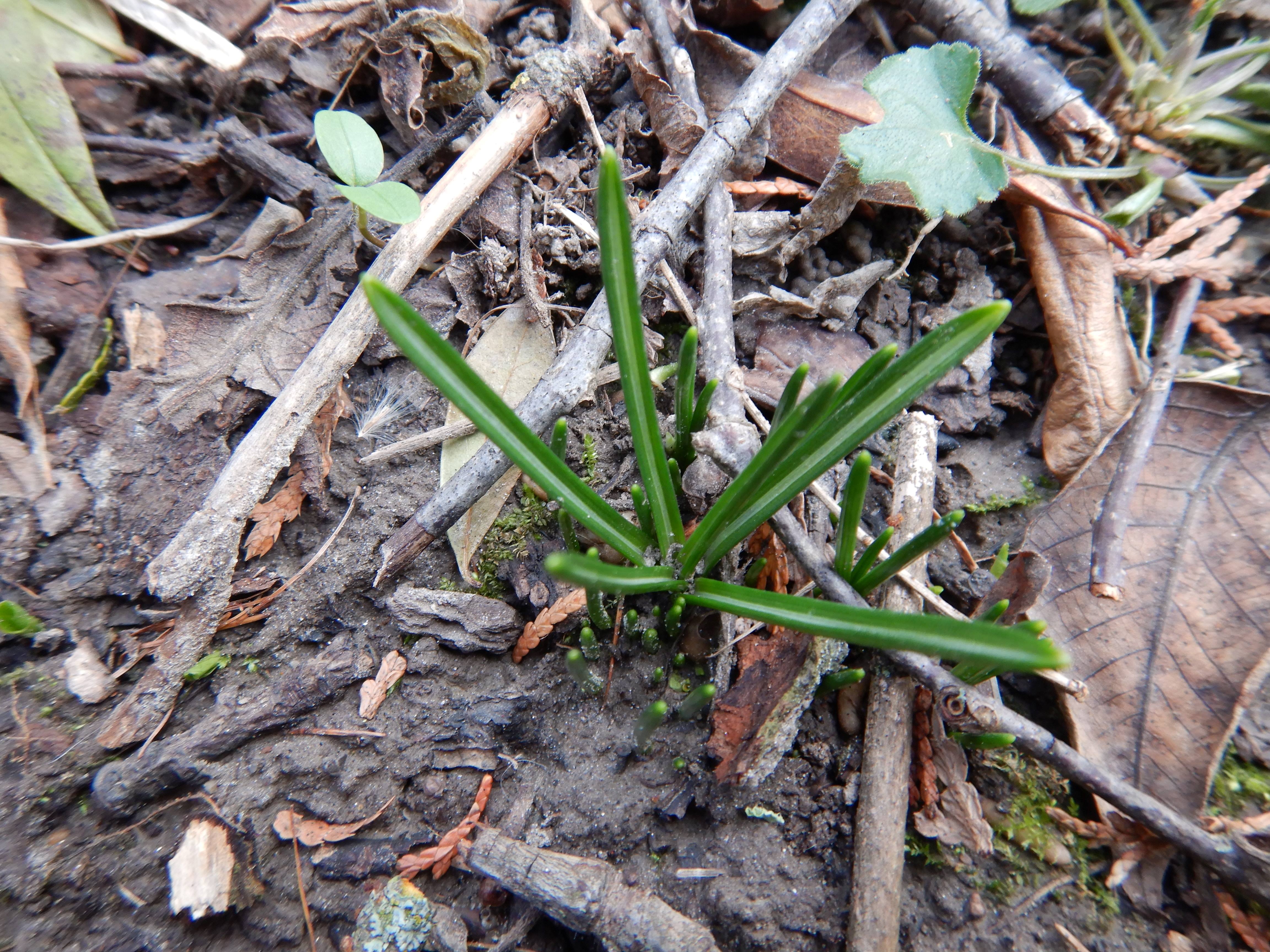 DSCN3581 wien-22, biberhaufen, 20240105, ornithogalum umbellatum agg..jpg