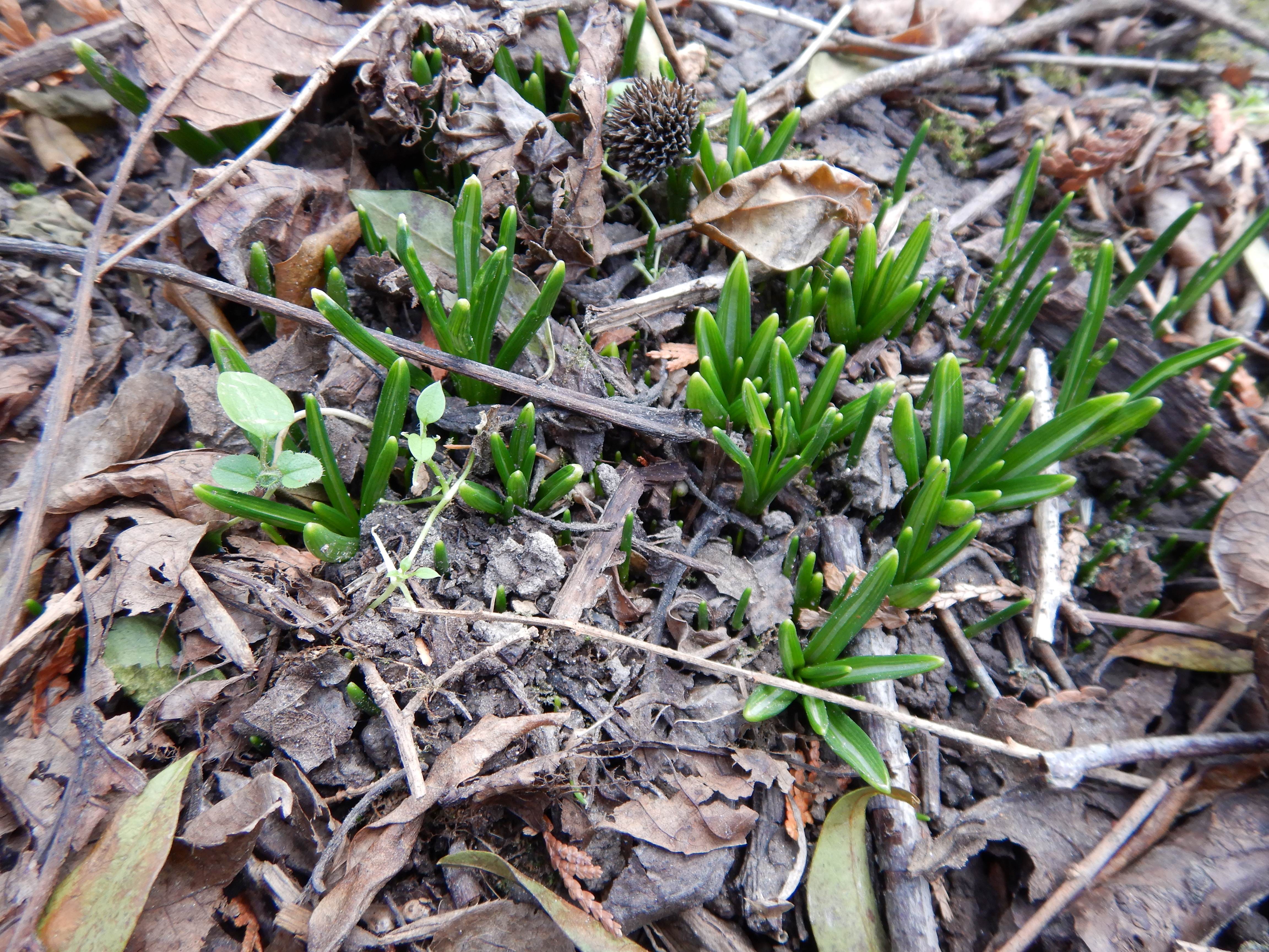 DSCN3582 wien-22, biberhaufen, 20240105, ornithogalum umbellatum agg..jpg