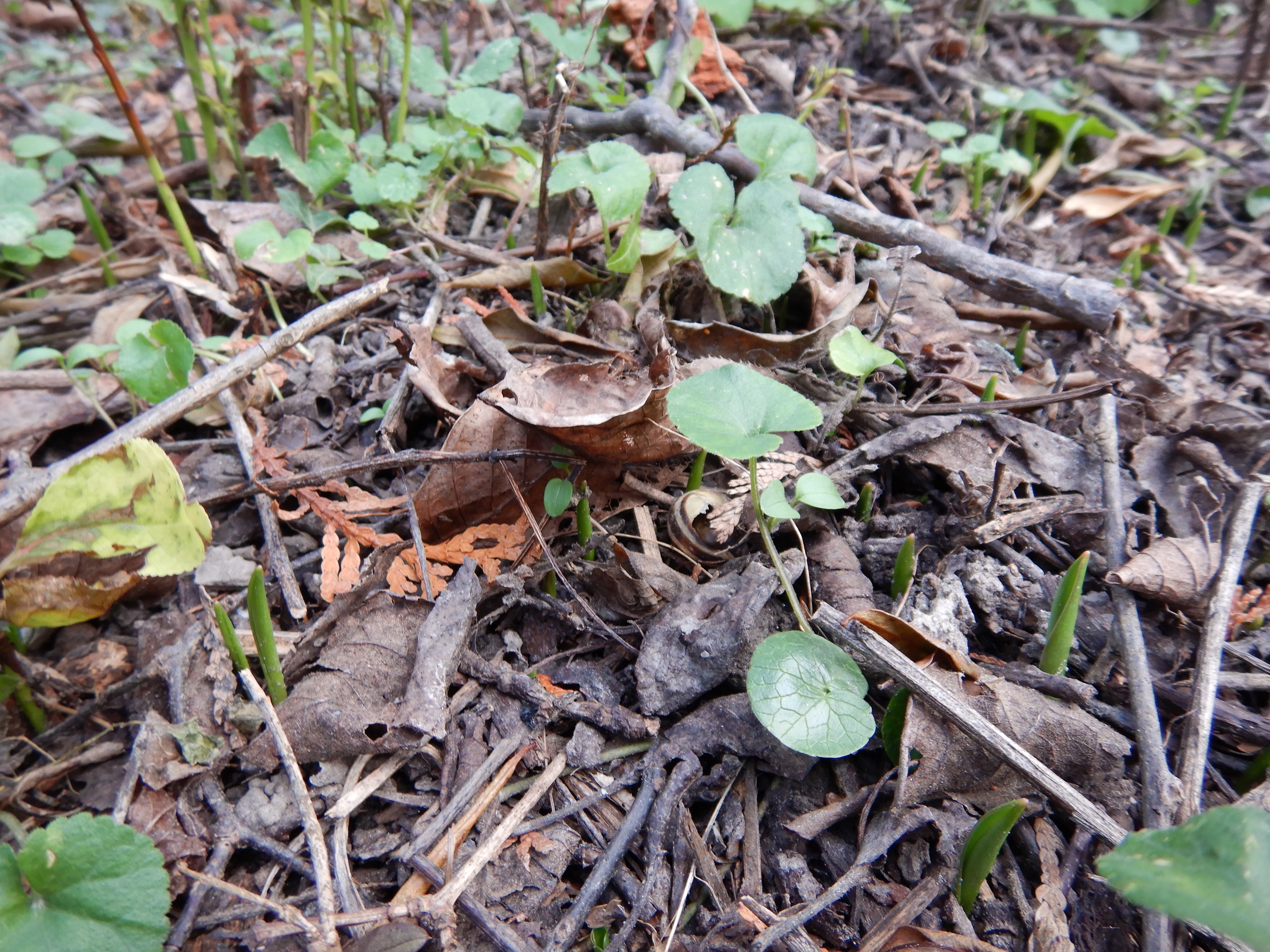 DSCN3584 wien-22, biberhaufen, 20240105, tulipa sylvestris, ficaria verna, viola odorata.jpg