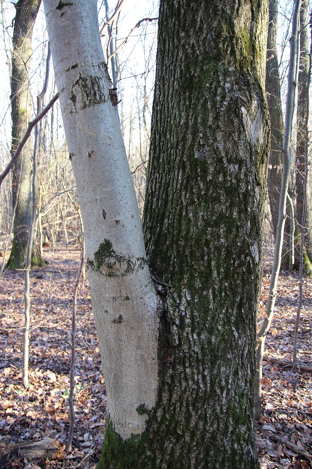 Leopoldsdorfer Wald - 03012024 - (26) -.JPG