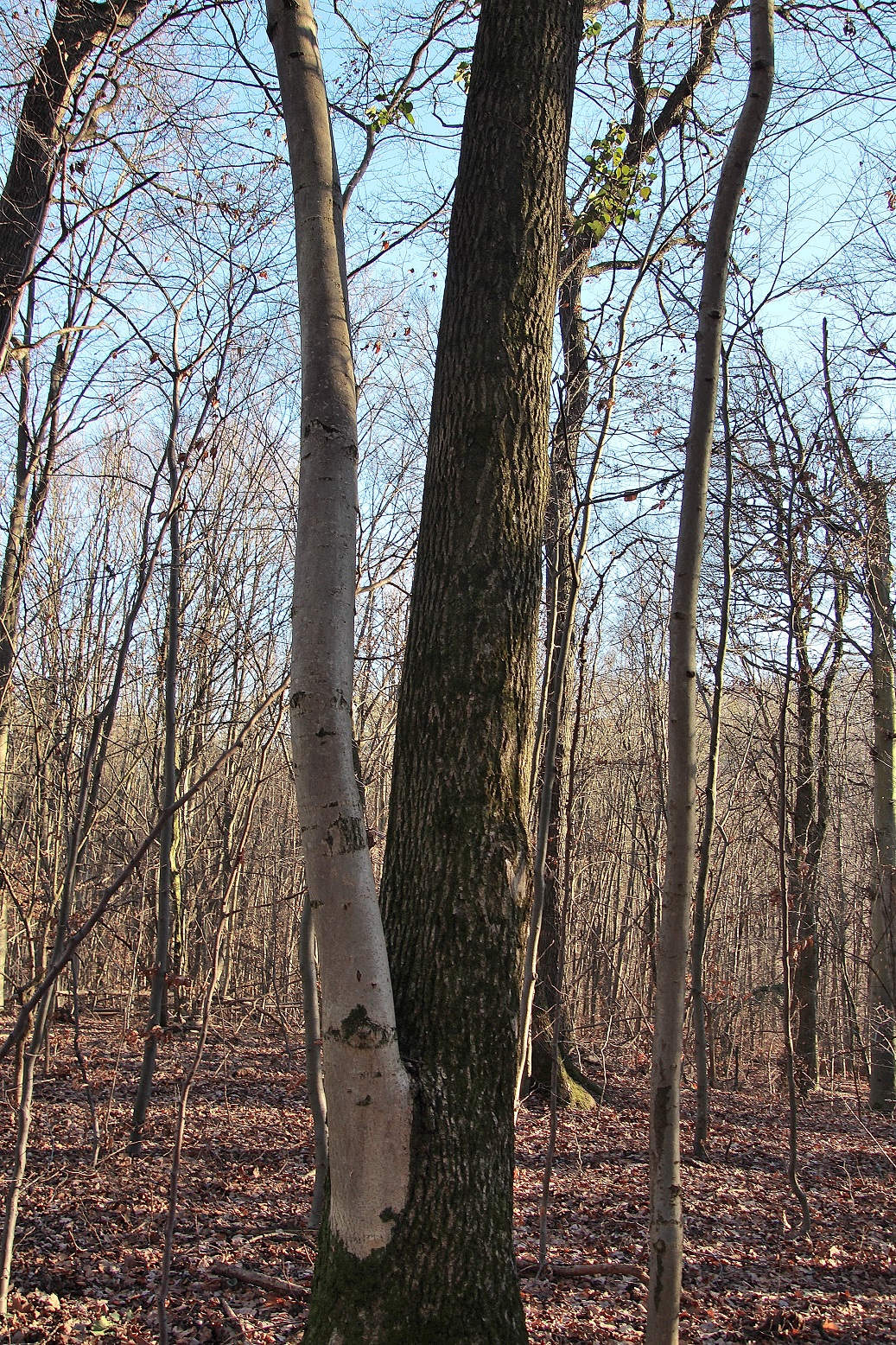 Leopoldsdorfer Wald - 03012024 - (25) -.JPG